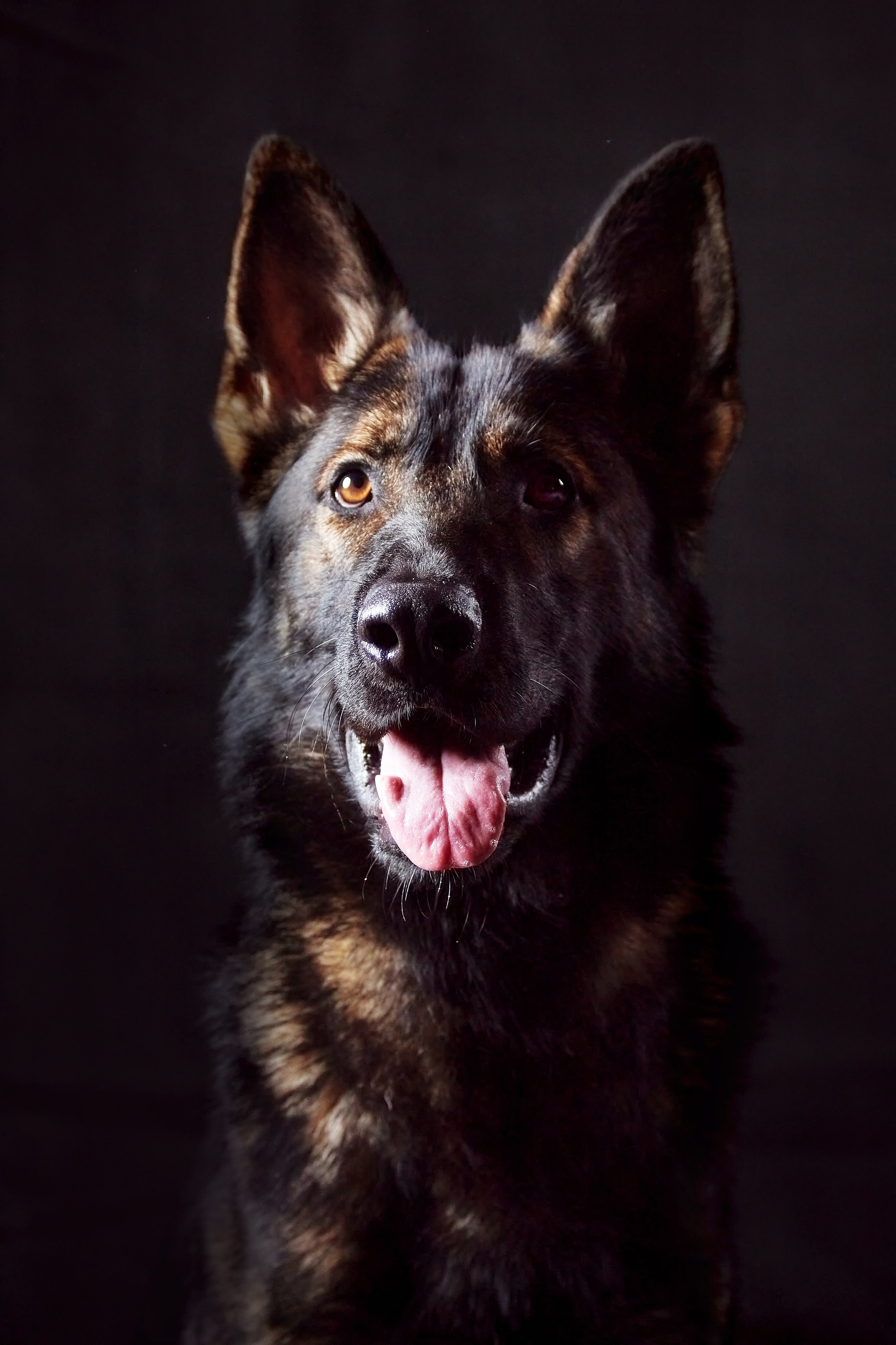 Фотограф анималист — Тула, Москва