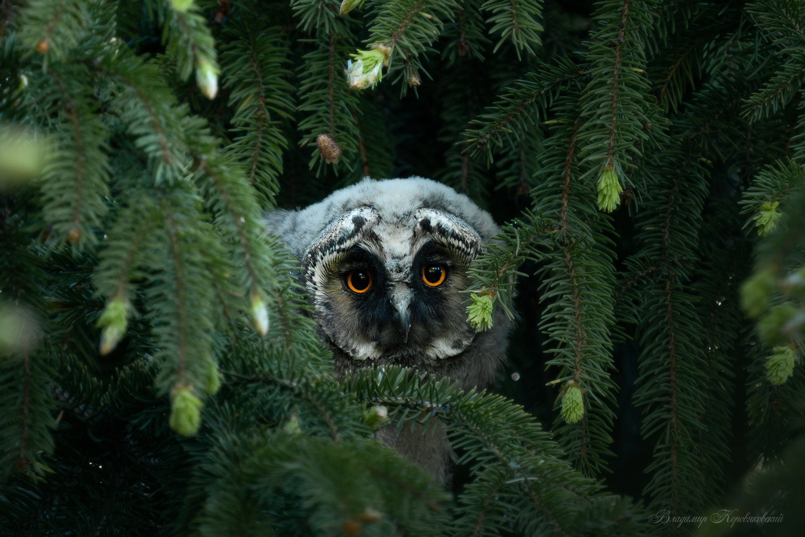 Животные. Фотограф Владимир Коровяковский