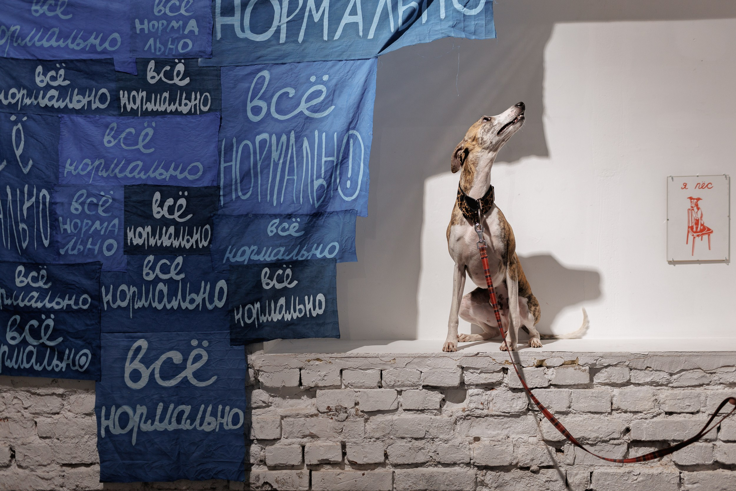 Жив был пёс. Собачий художник Поля Стриж