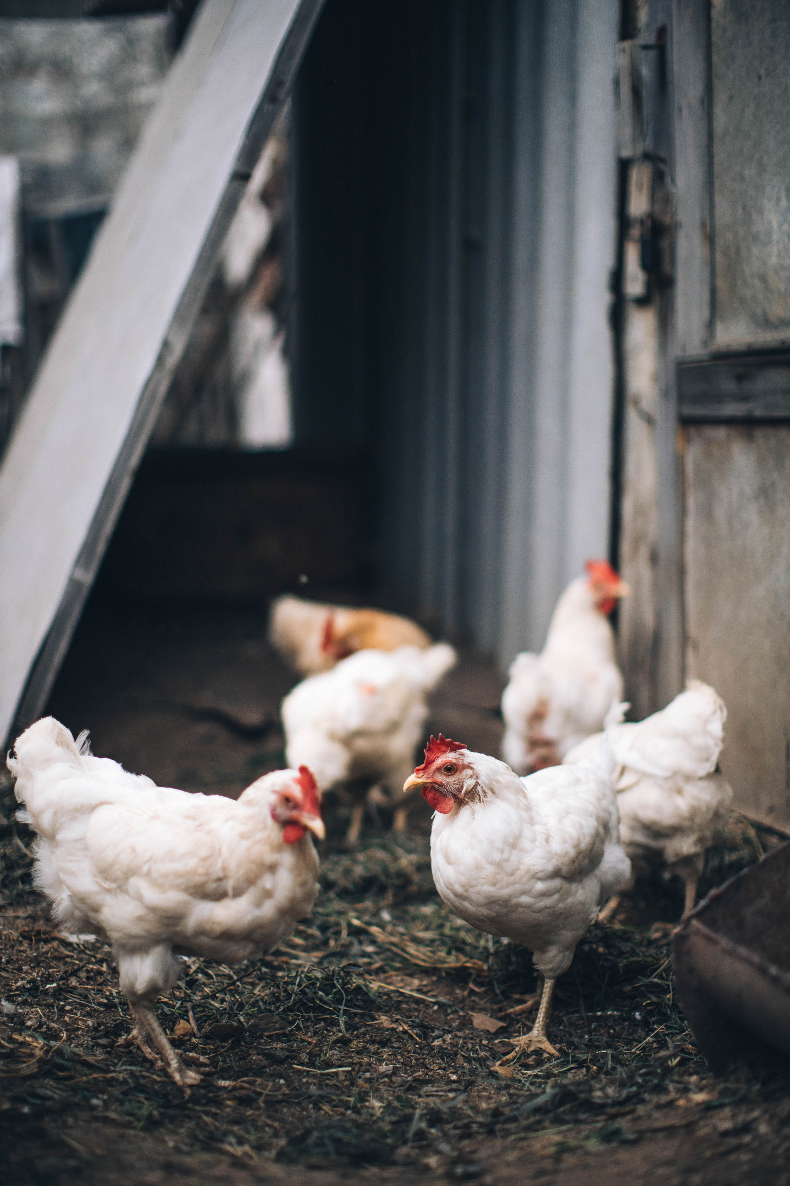 Деревенские будни. Фотограф — художник в Москве Васильева Юлия