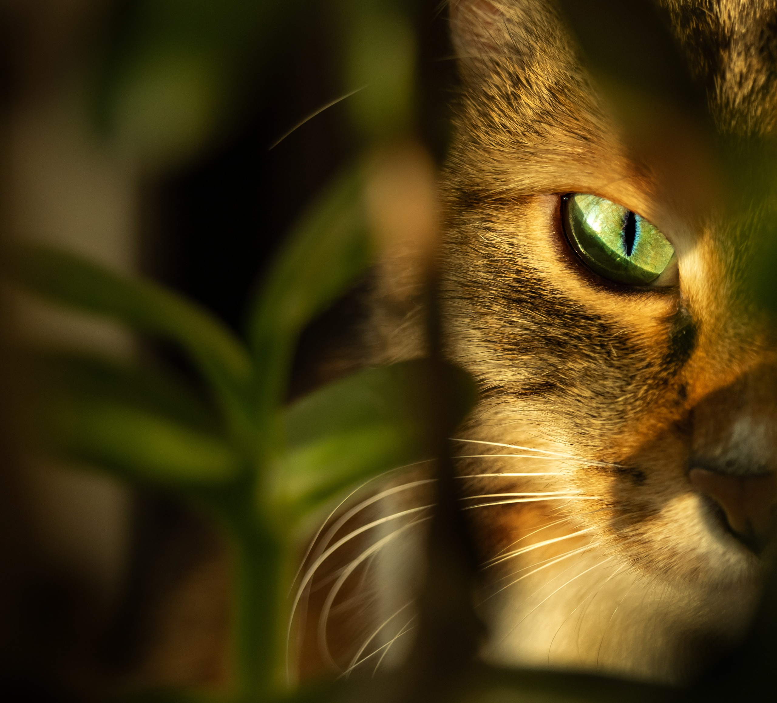 Портретный фотограф Белоозерский