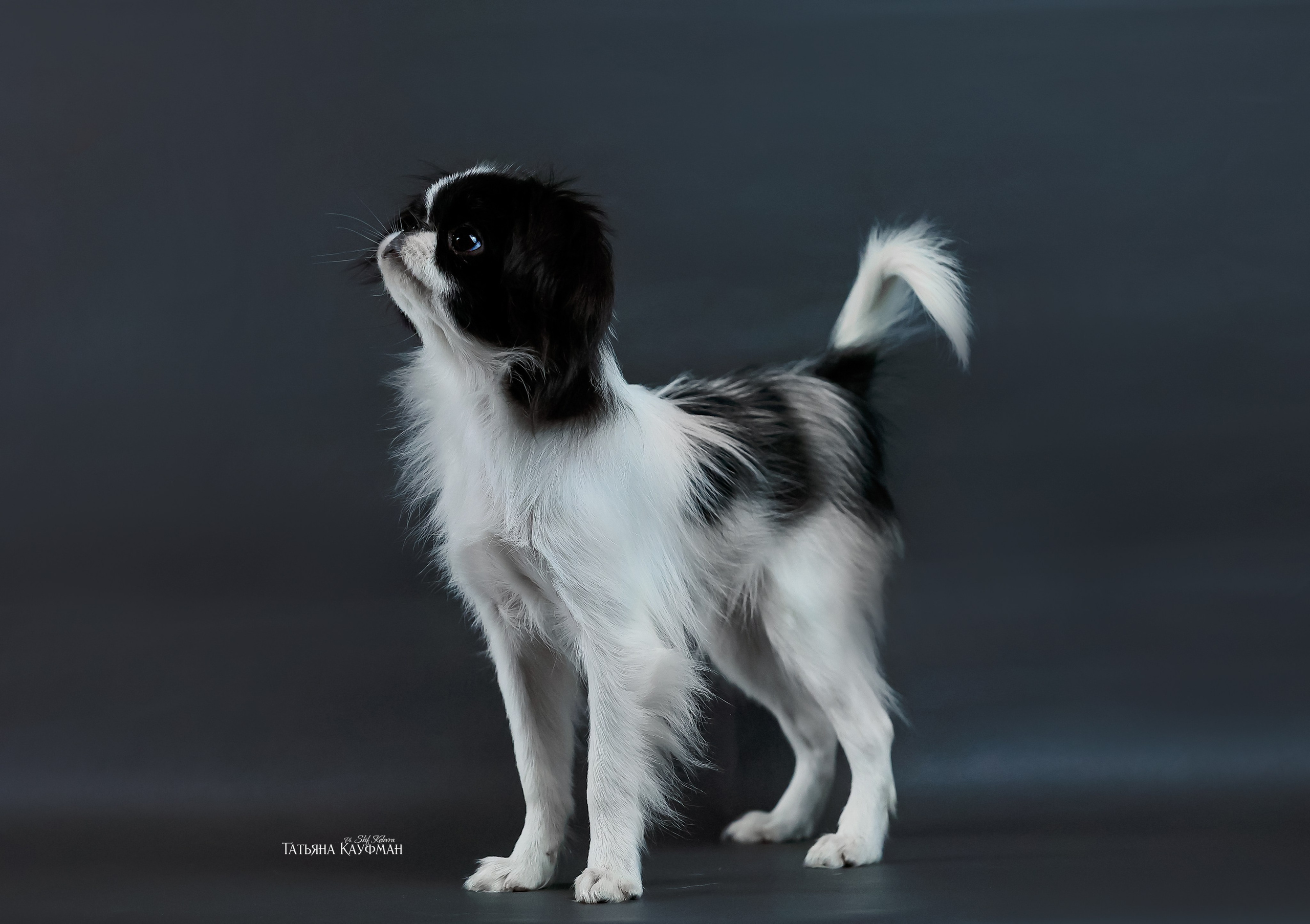 Японский хин, фотография японский хин, красивая собака, фотограф анималист, фотокурс Анималистика, научиться фотографировать собак, фотограф Новосибирск, фотостудия Скифки, студийная фотография