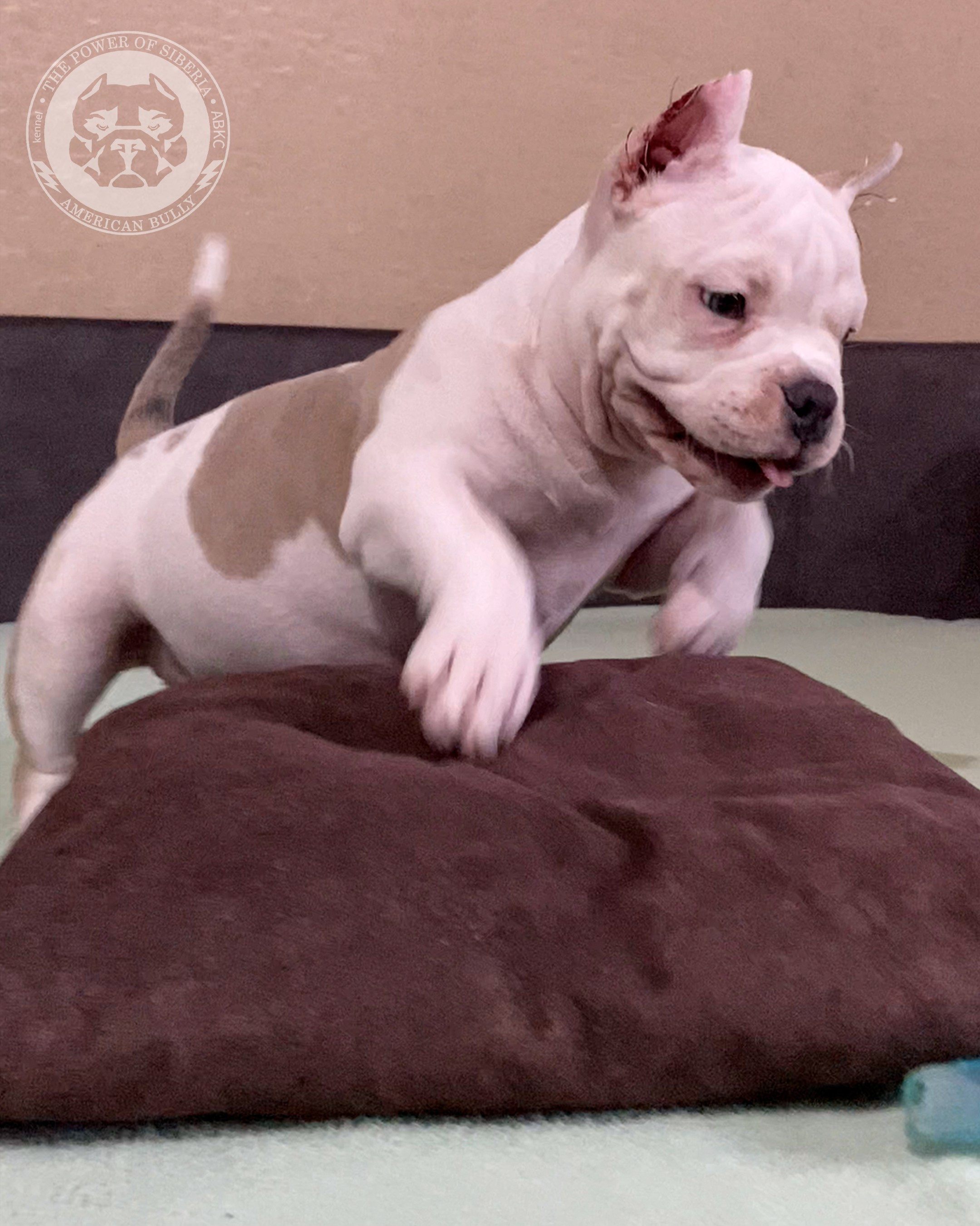 Помет Турук и Мия 13.12.25. Американский Булли в г. Ростов-на-Дону. Питомник THE POWER OF SIBERIA