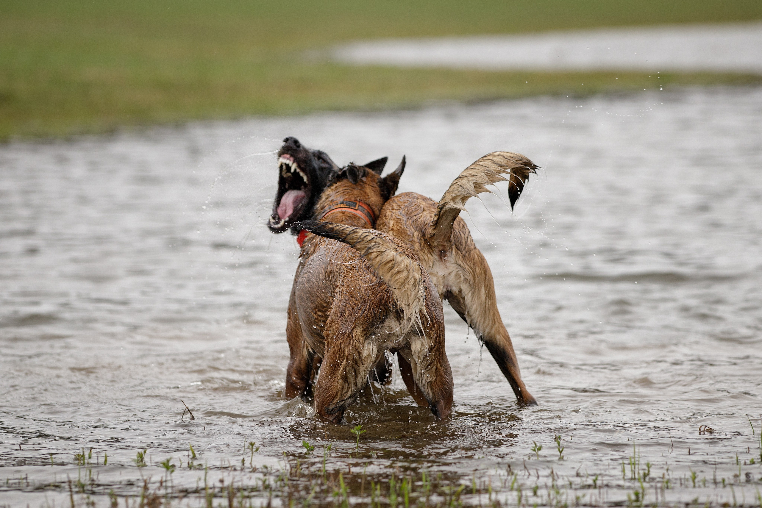 Рапира, Гудди и Вельвет. Фотограф-анималист в Калуге Мария Шерскова