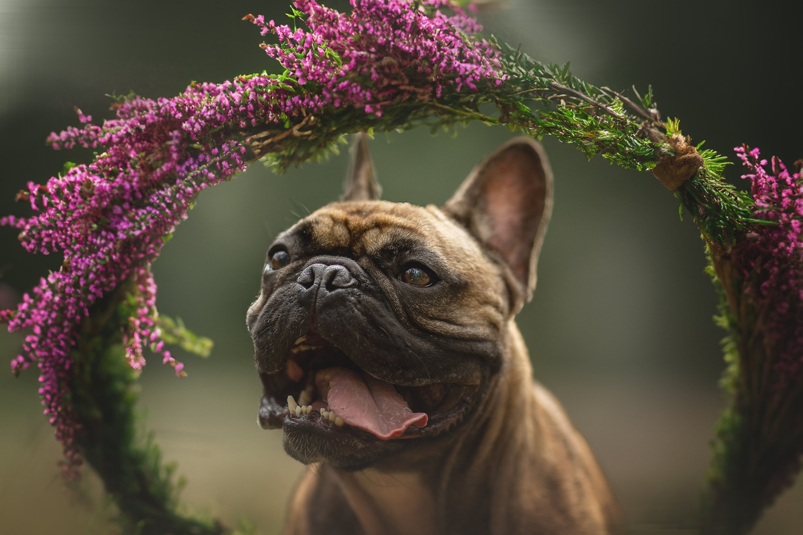 Фотограф-анималист в Москве и Подмосковье
