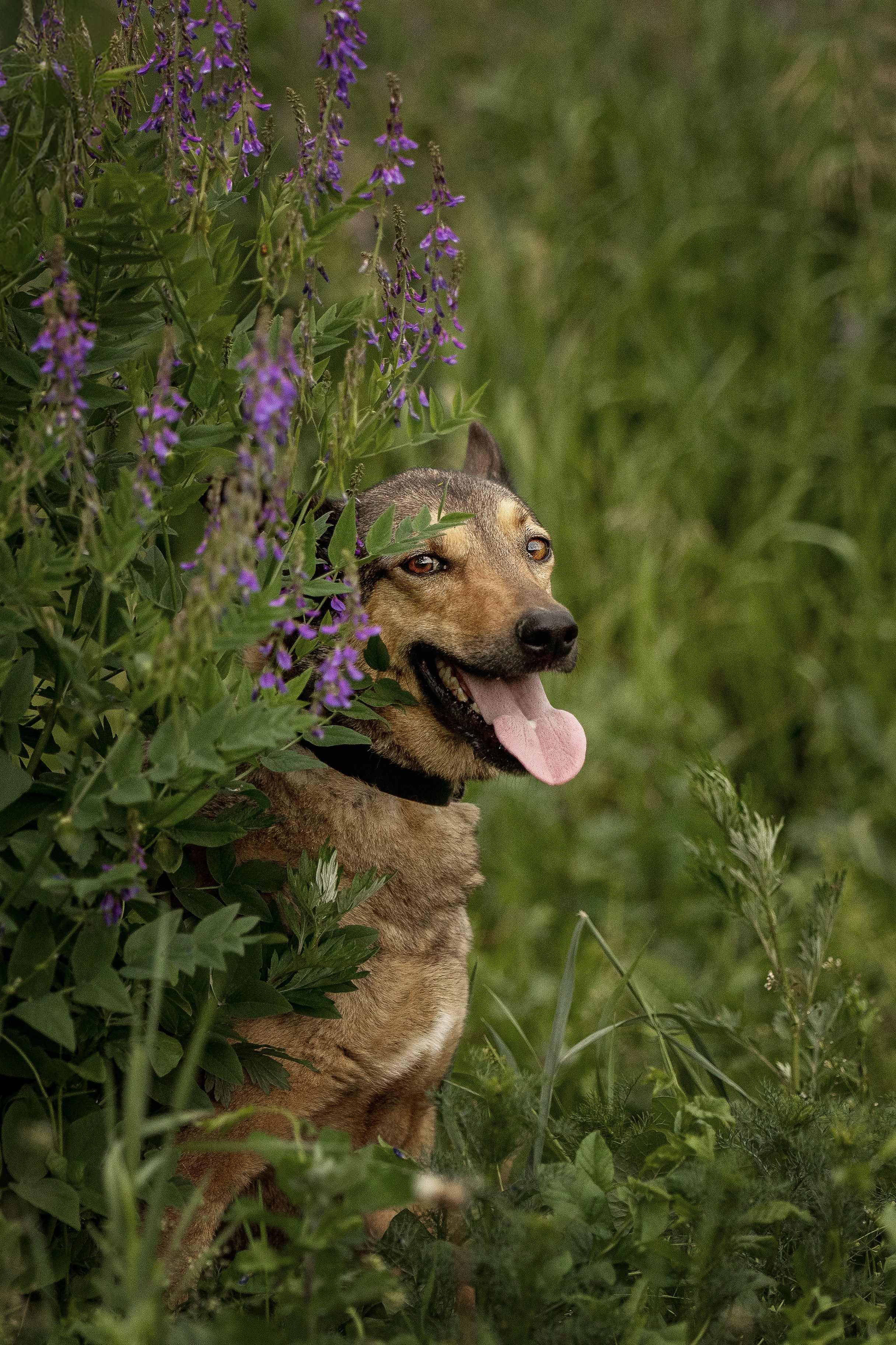 ИЩУТ ДОМ. Фотограф-анималист в Москве и Подмосковье