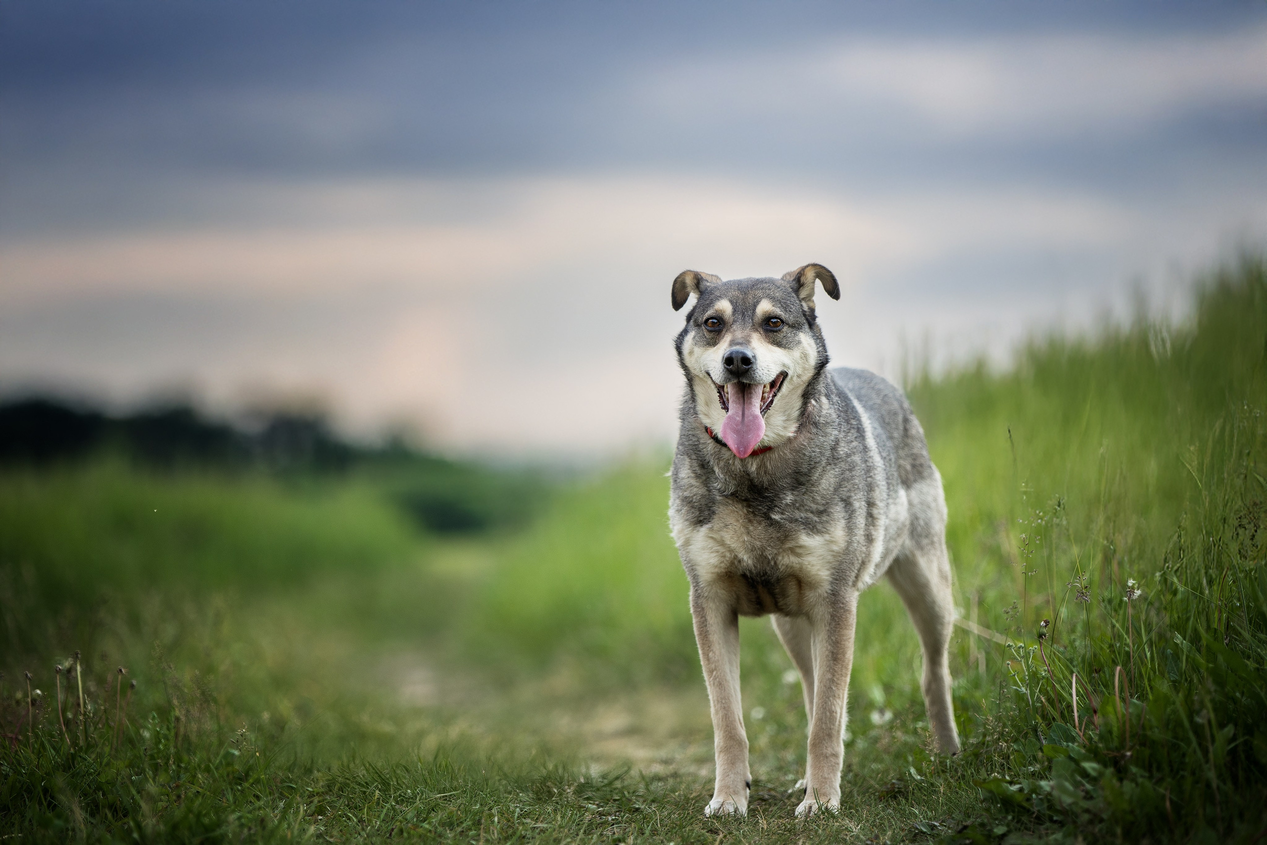 ИЩУТ ДОМ. Фотограф-анималист в Москве и Подмосковье