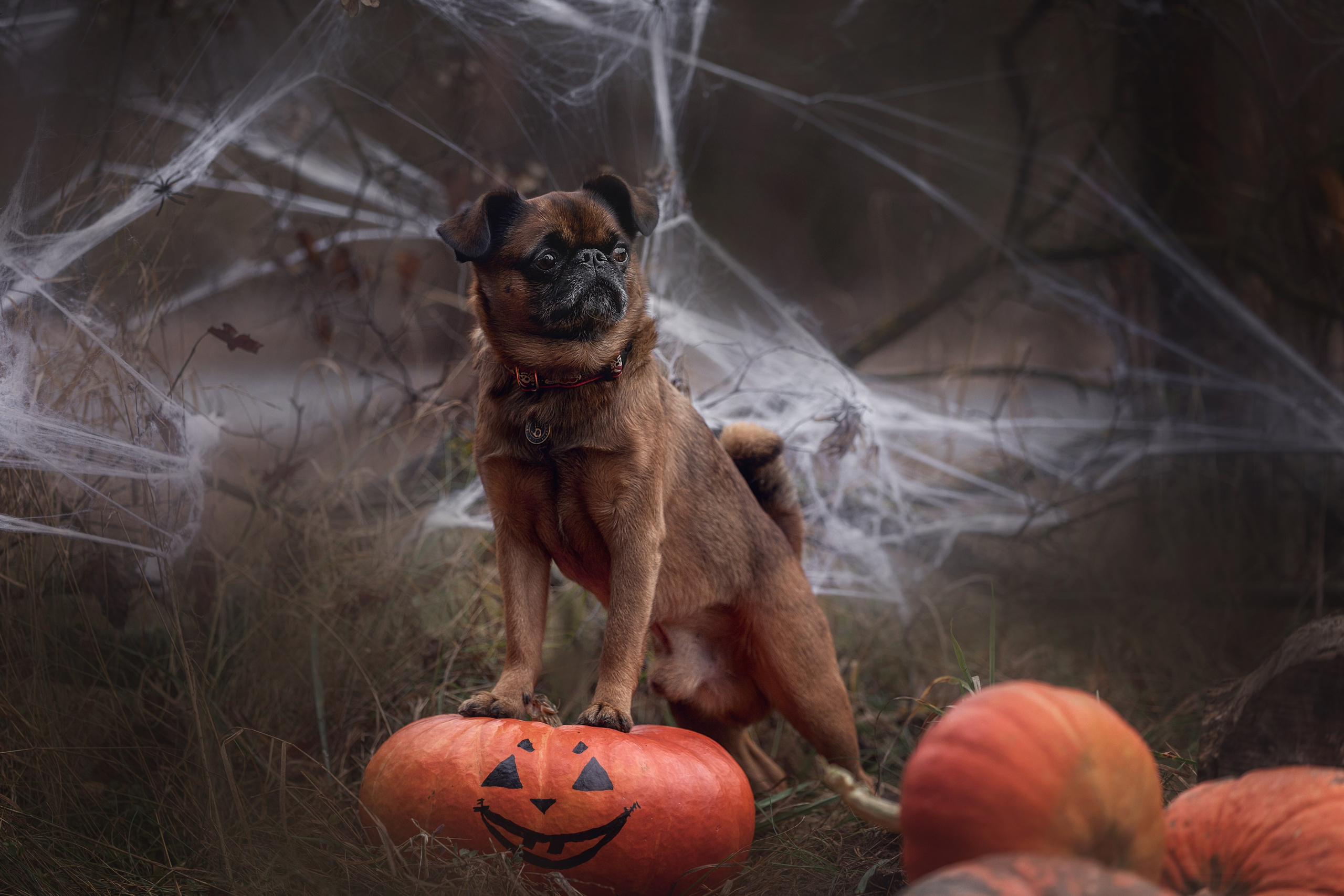 Фотодень «Хэллоуин» 2024. Фотограф-анималист в Калуге Мария Шерскова