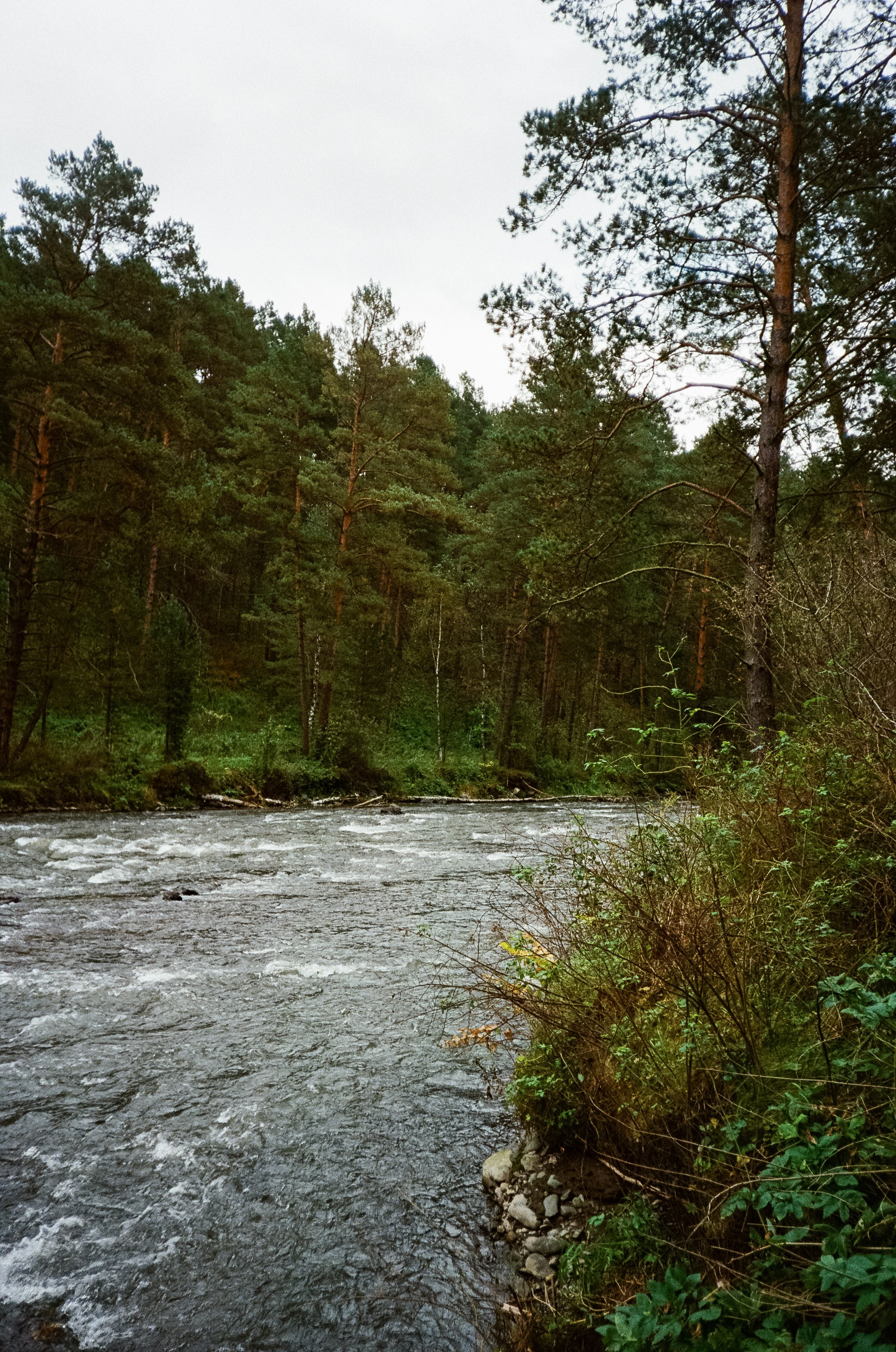 Катунь и сосны на базе Беррель. Ботанический сад. Фотограф-документалист Мария Осокина