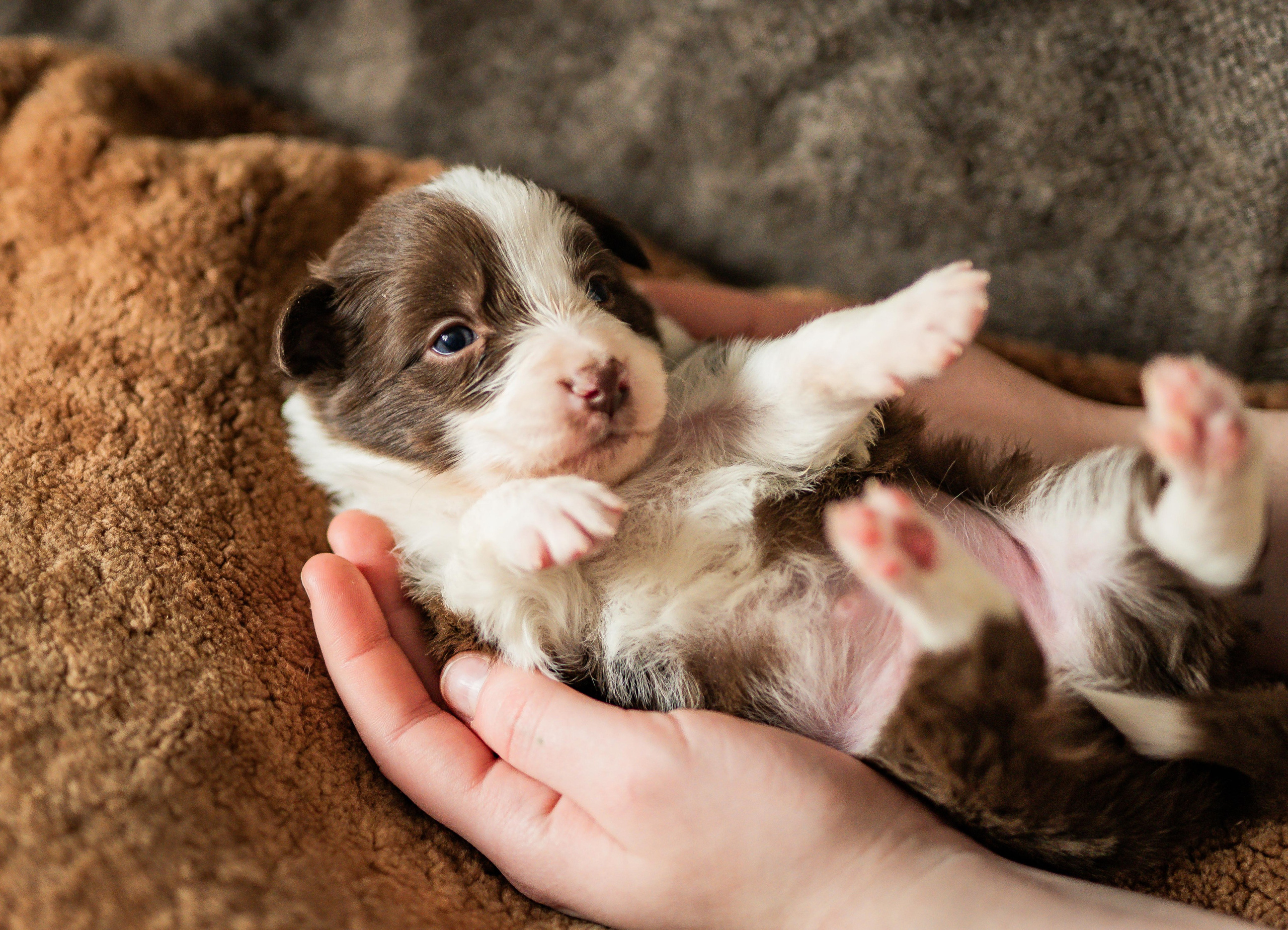 Фритсвит. Семейный фотограф Ефремова Виктория