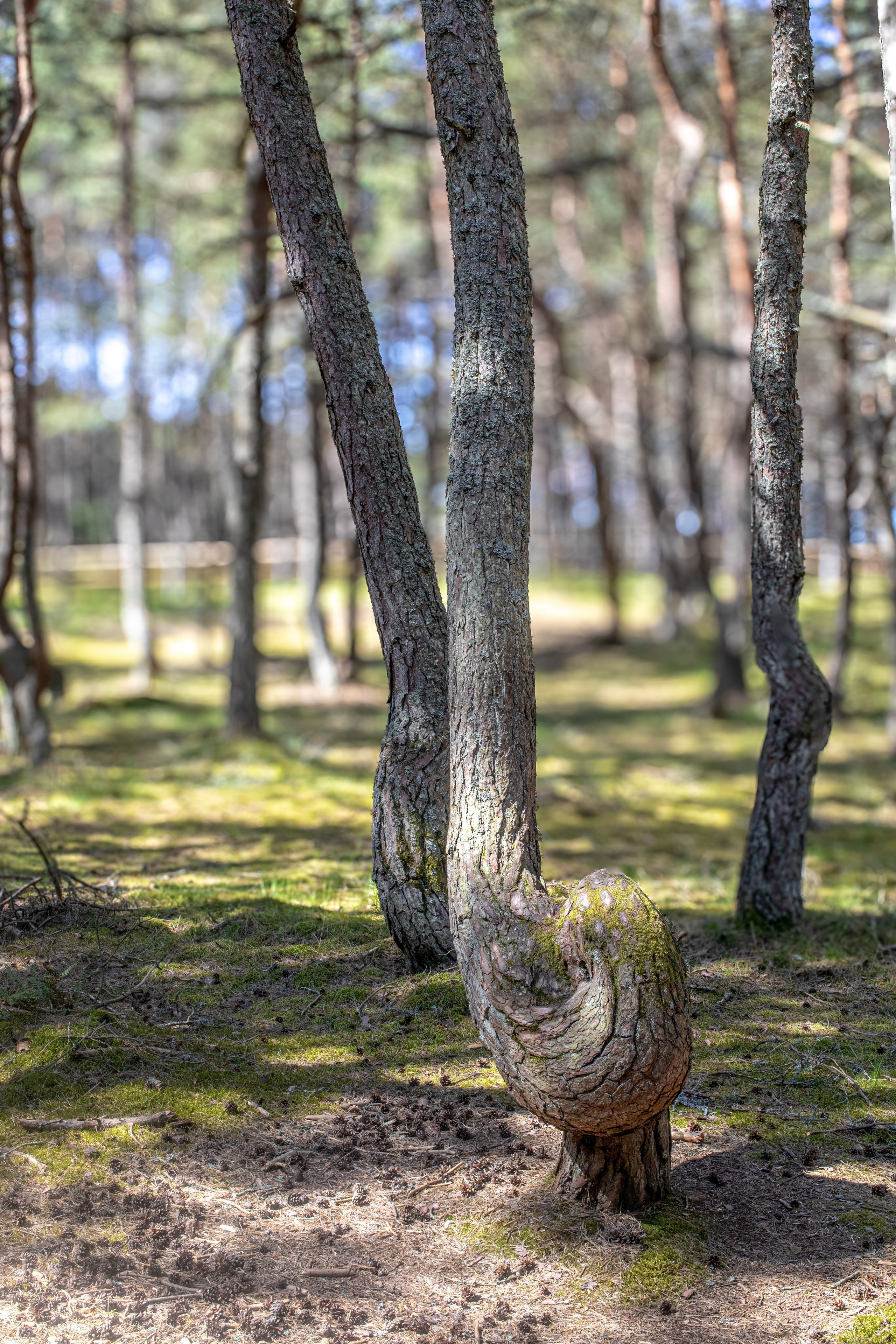 Портрет дерева. Свадьбы, портретная, предметная съемка. Фотограф Александр К