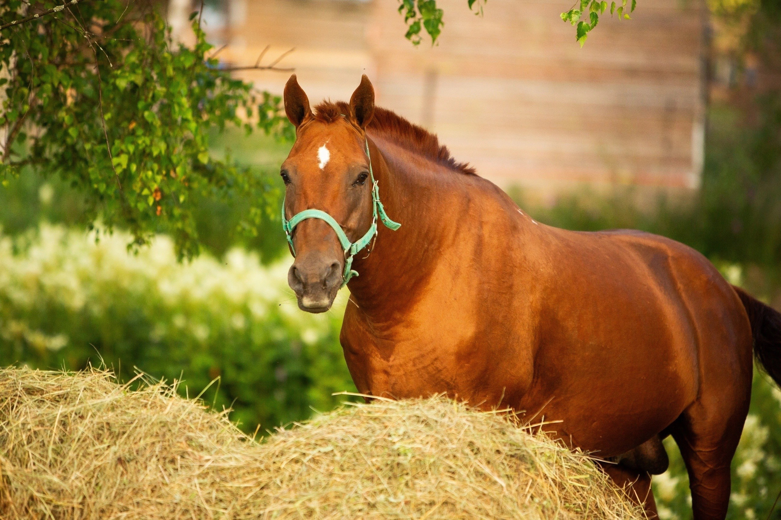 Проект донские лошади. Конный фотограф Юлия Дроздова