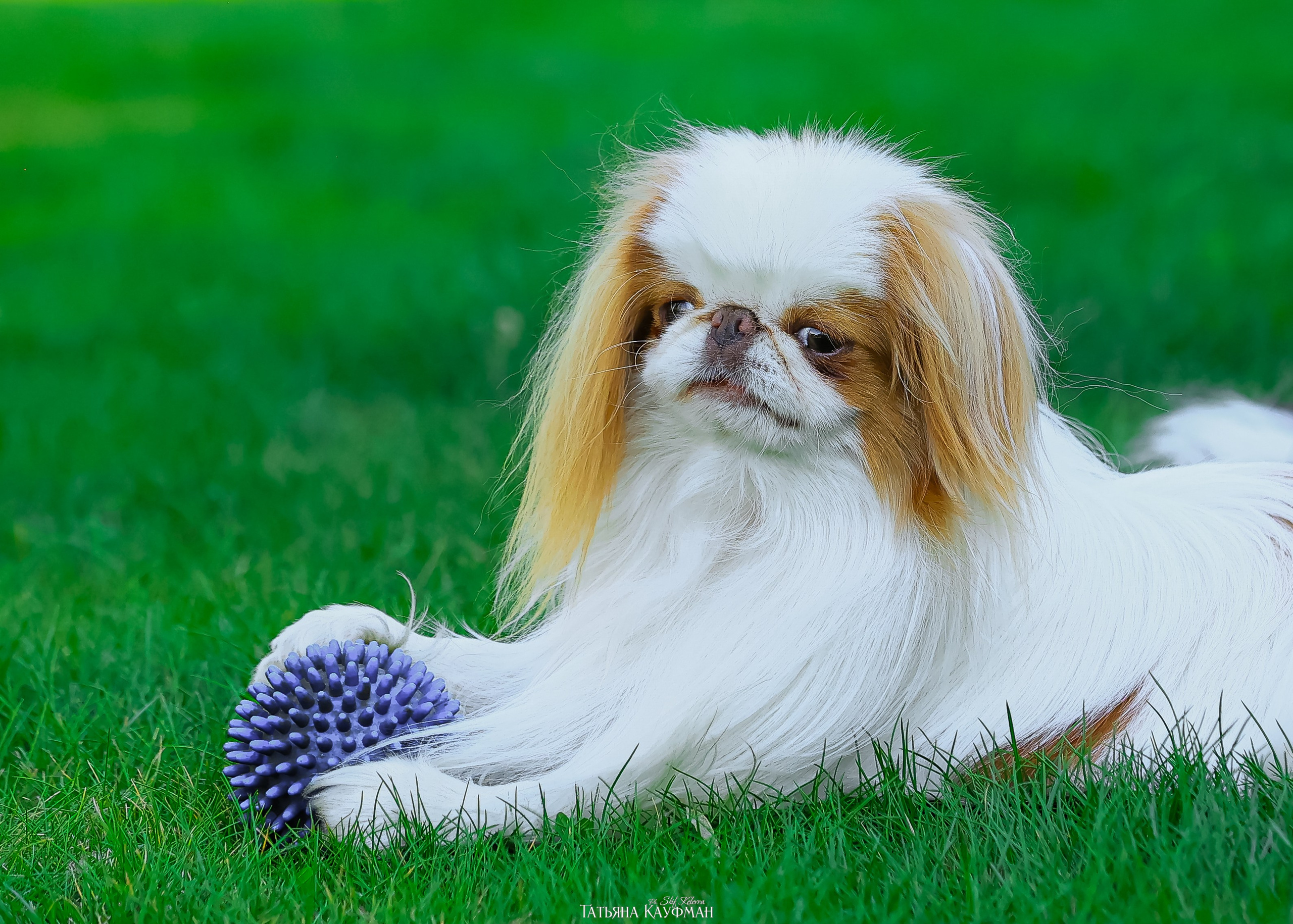 Японский хин, фотография японский хин, собака в цветах, красивая собака, фотограф анималист, фотокурс Анималистика, научиться фотографировать собак, фотограф Новосибирск