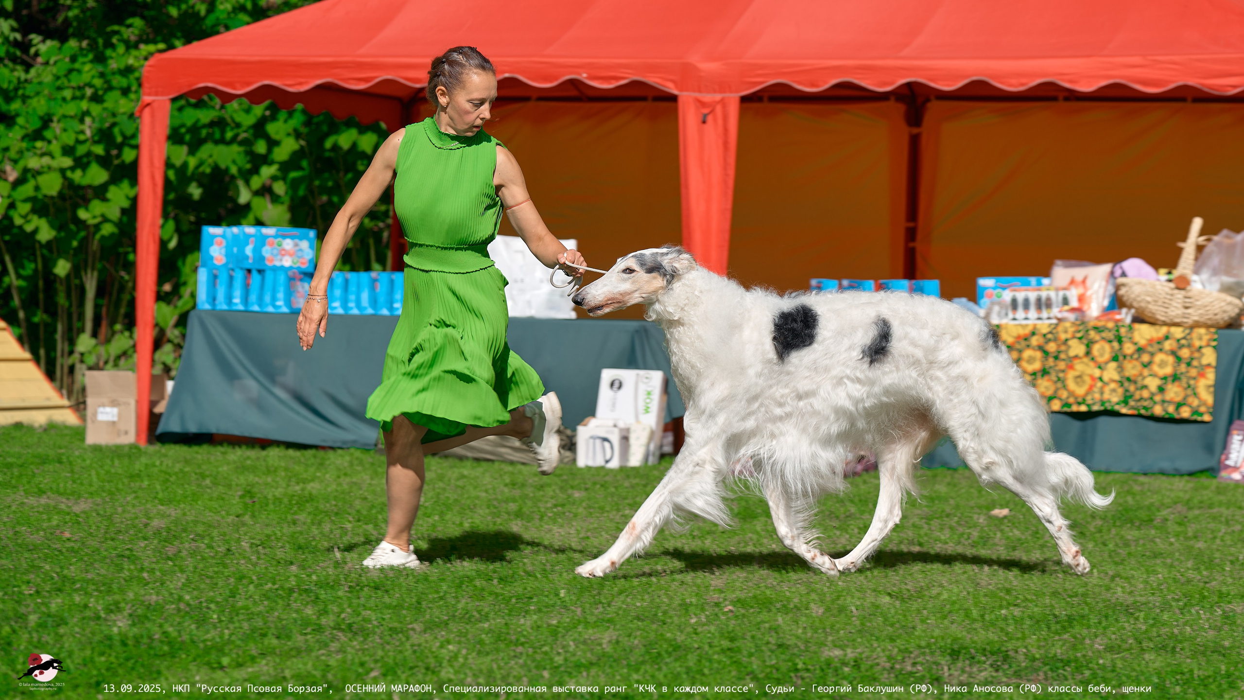 ОСЕННИЙ МАРАФОН | Специализированная выставка породы Русская Псовая Борзая ранг "КЧК в каждом классе"