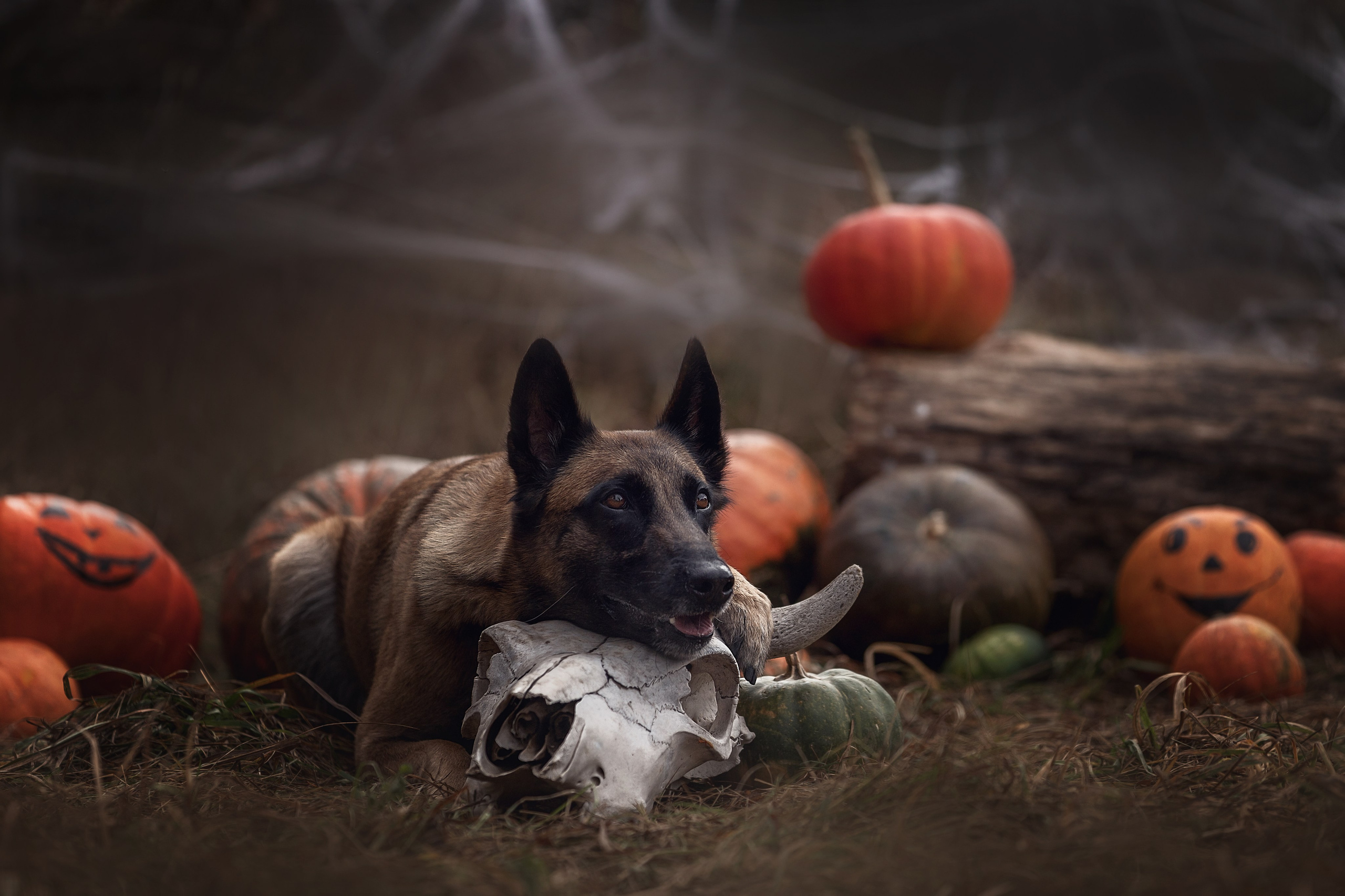 Фотодень «Хэллоуин» 2024. Фотограф-анималист в Калуге Мария Шерскова