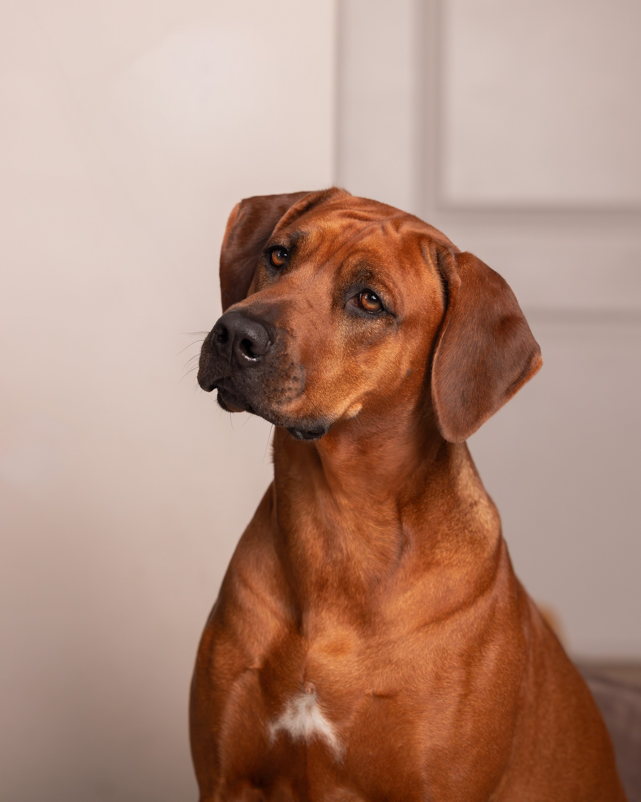 Родезийские Риджбеки в Санкт-Петербурге