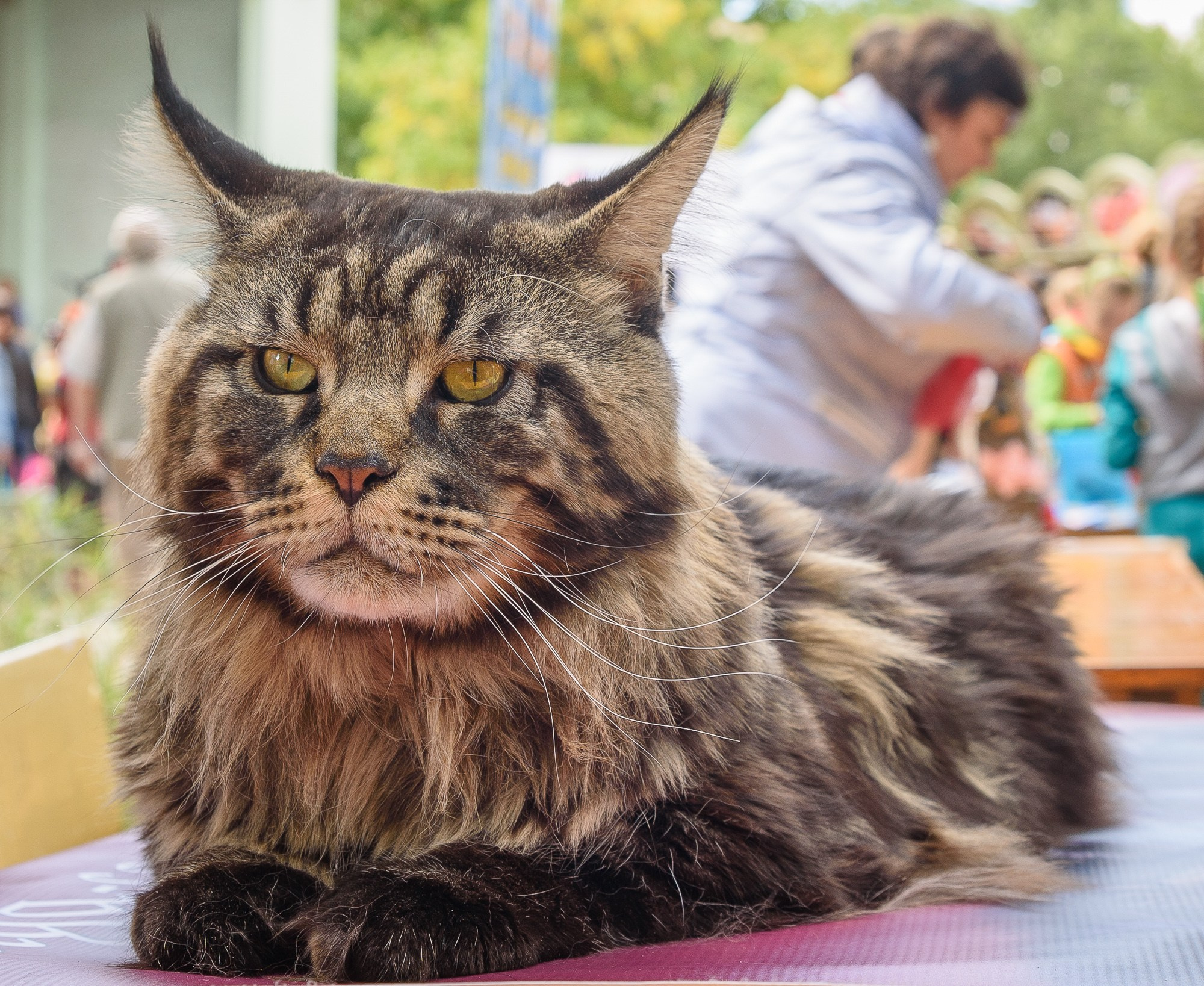 Мейн-кун большого размера, серого цвета