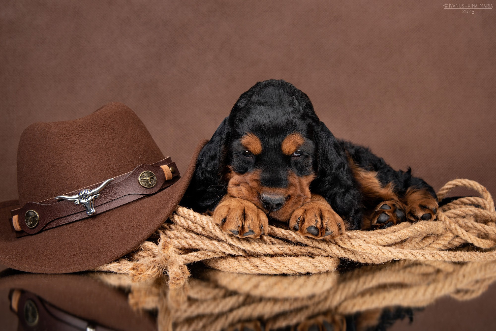 Фотосессия щенков на фонах. Фотограф собак в Москве и Московской области Иванушкина Мария