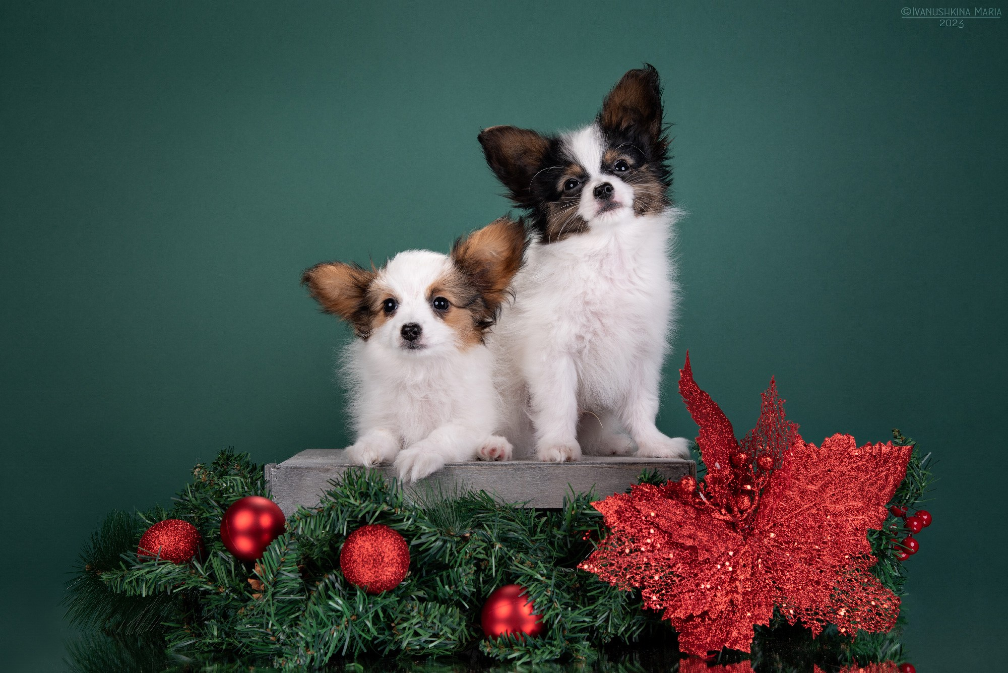 Фотосессия щенков на фонах. Фотограф собак в Москве и Московской области Иванушкина Мария