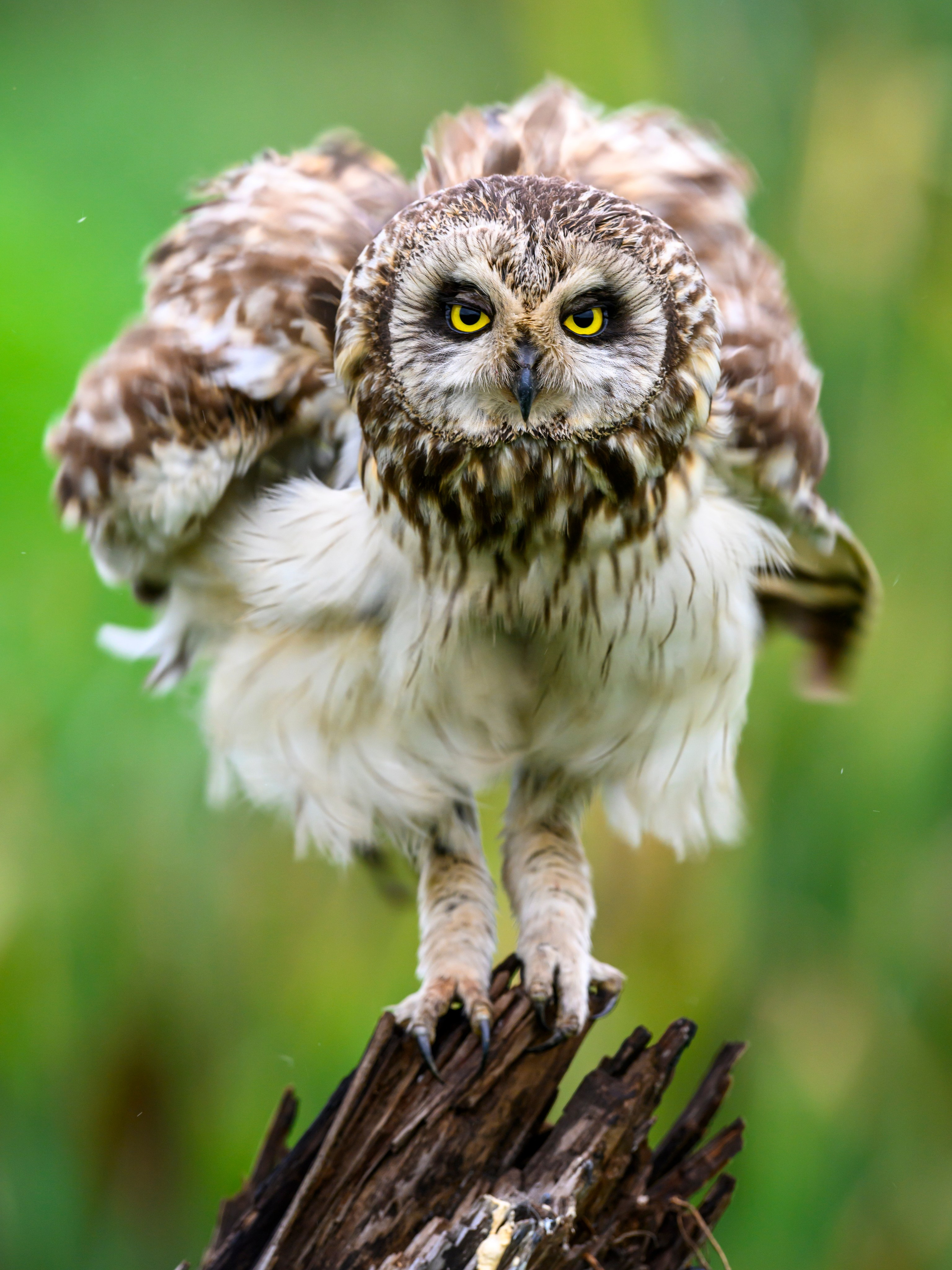 Эмоции совы. The emotions of the Owl. Wildlife photography by Sergey Puponin