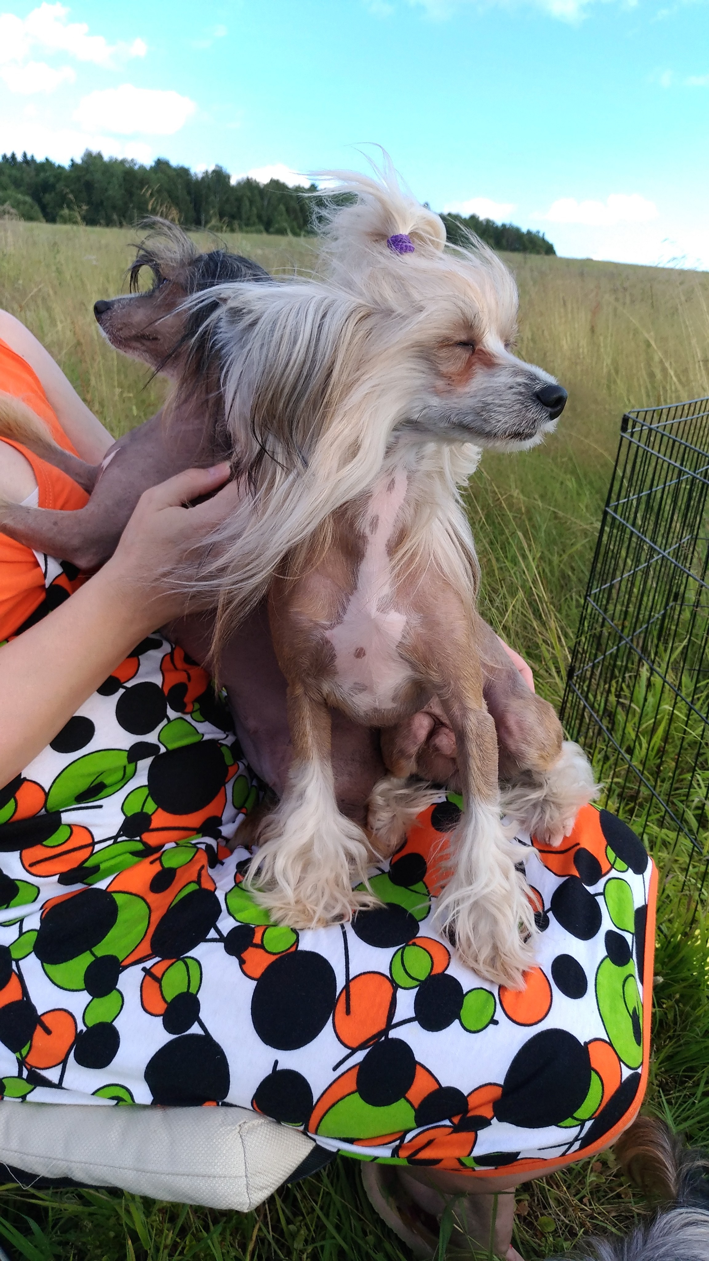 В поле под присмотром сокола. Питомник китайских хохлатых собак Poale Ell: купить щенка в питомнике