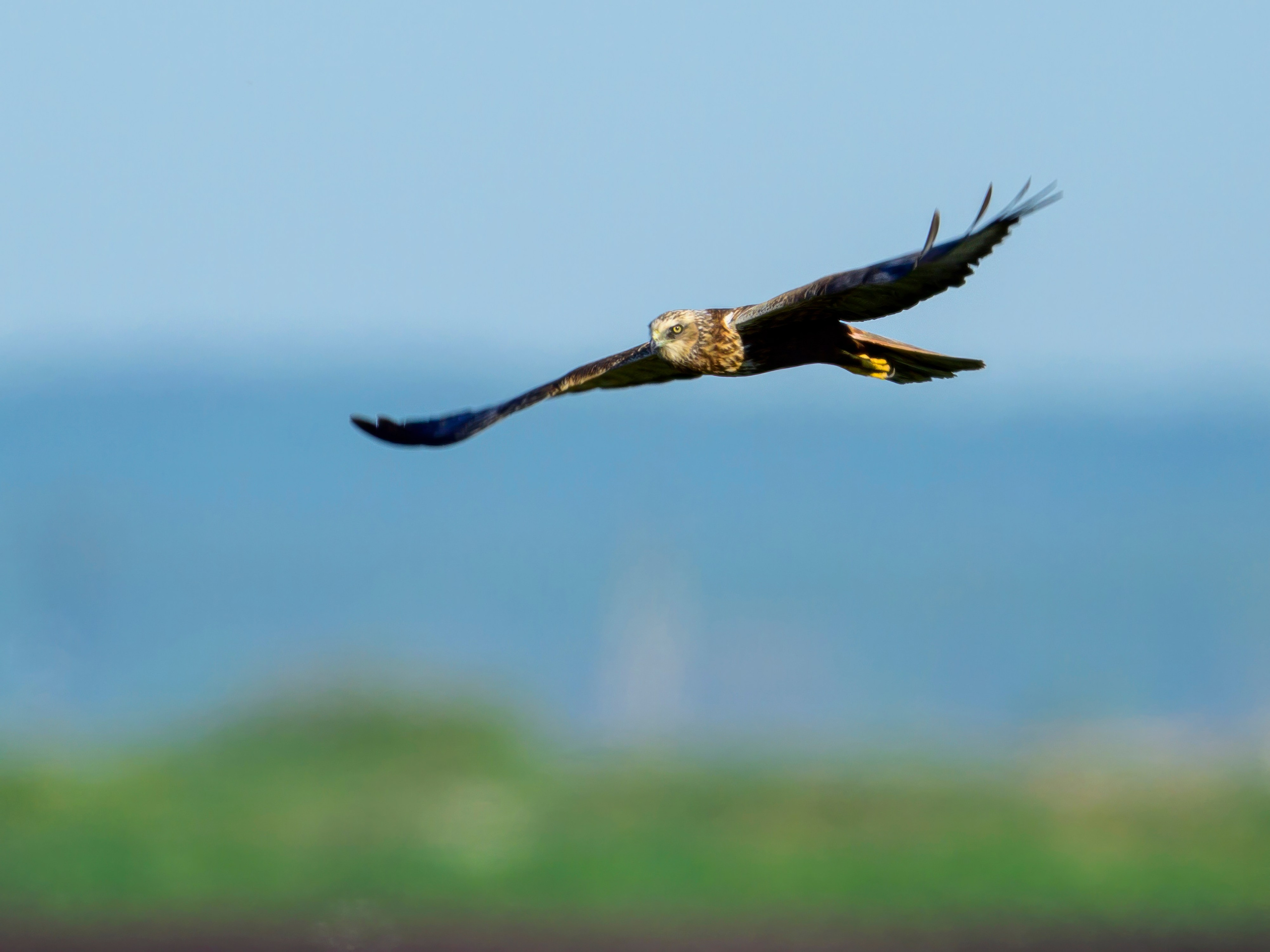 Лебеди, совы и лунь. Wildlife photography by Sergey Puponin