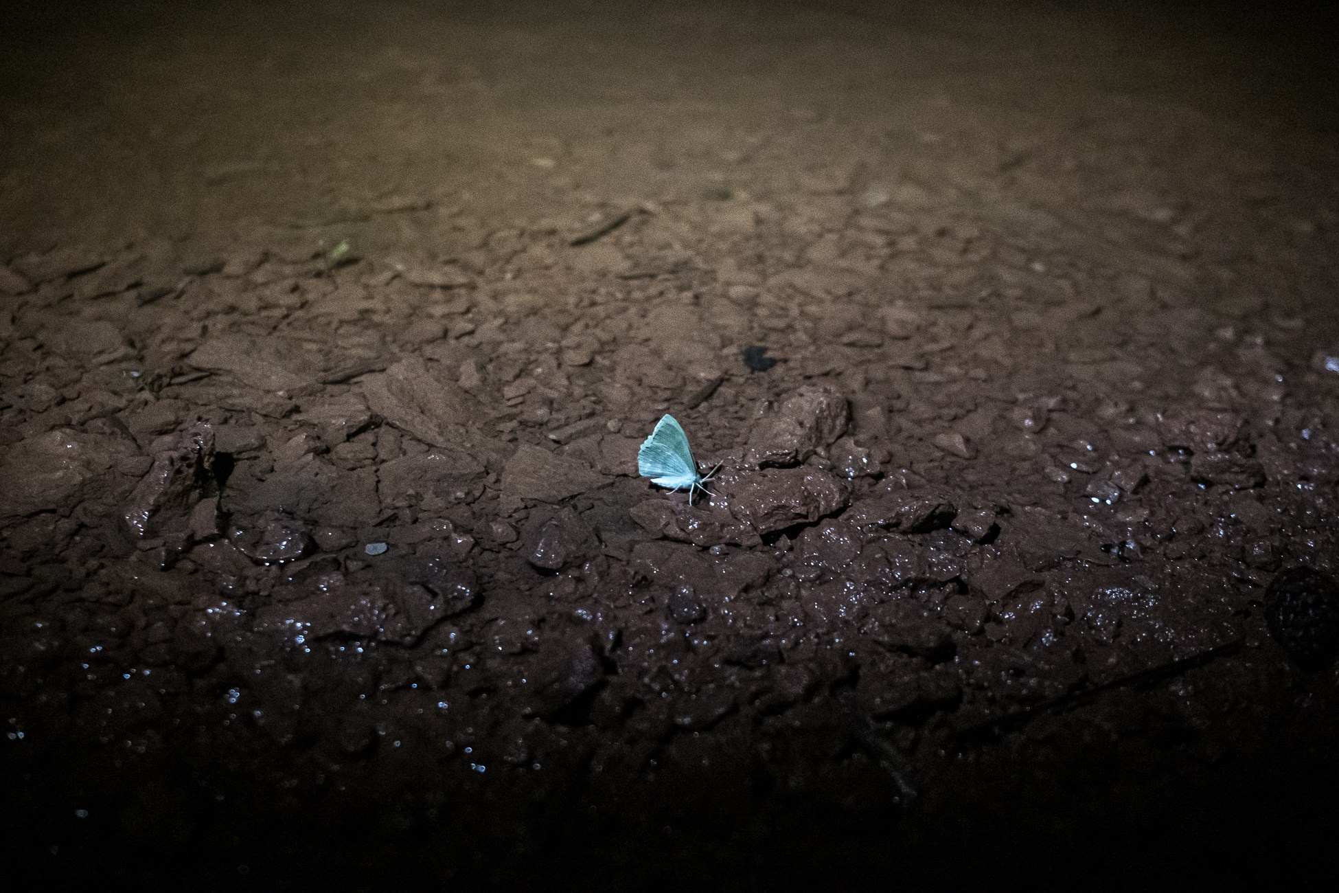 Treasure Trove. Natasha Lozinskaya | Photographer