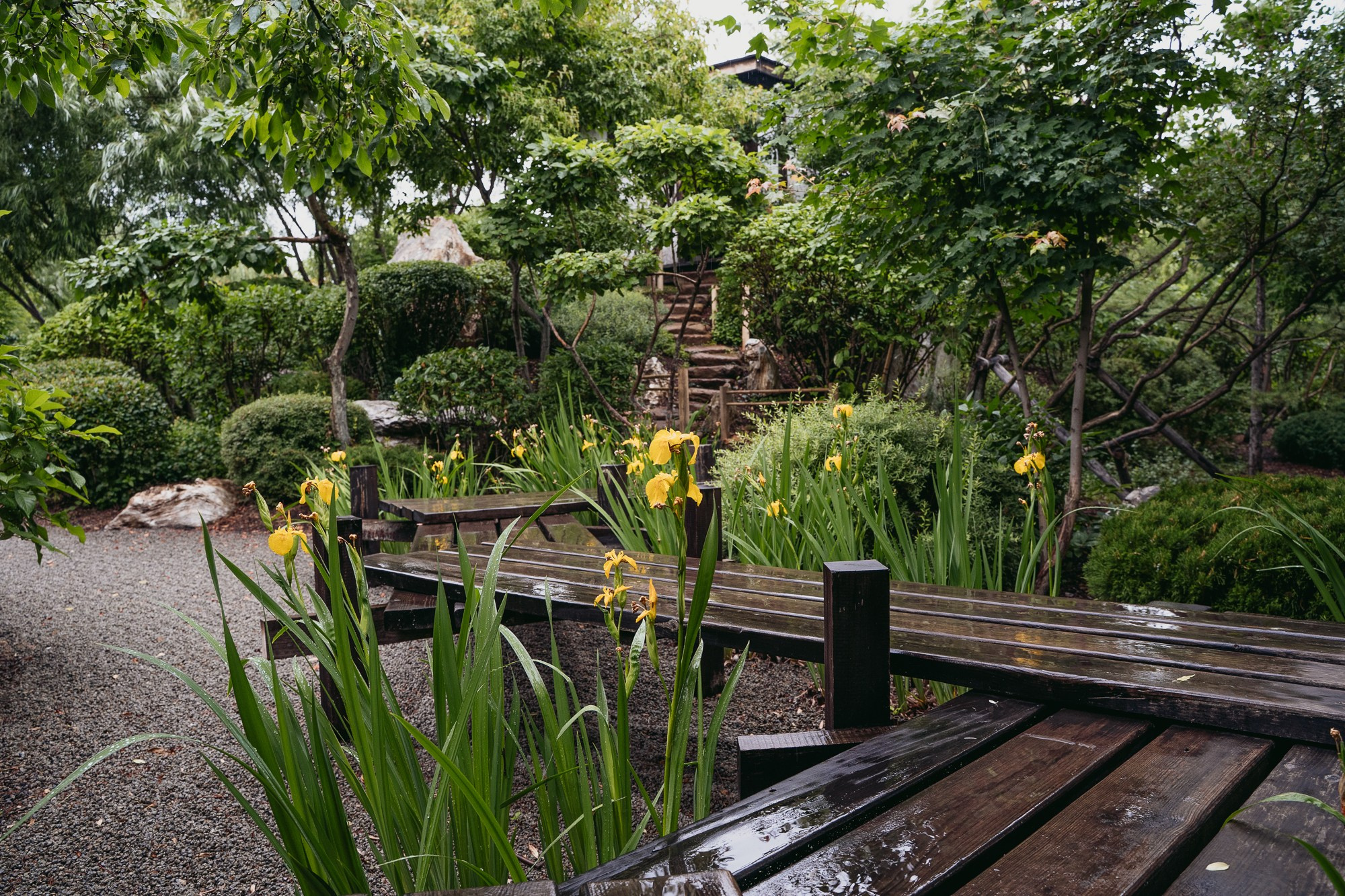 Японский сад в дождь. Яна Жуковская, фотограф Тюмень