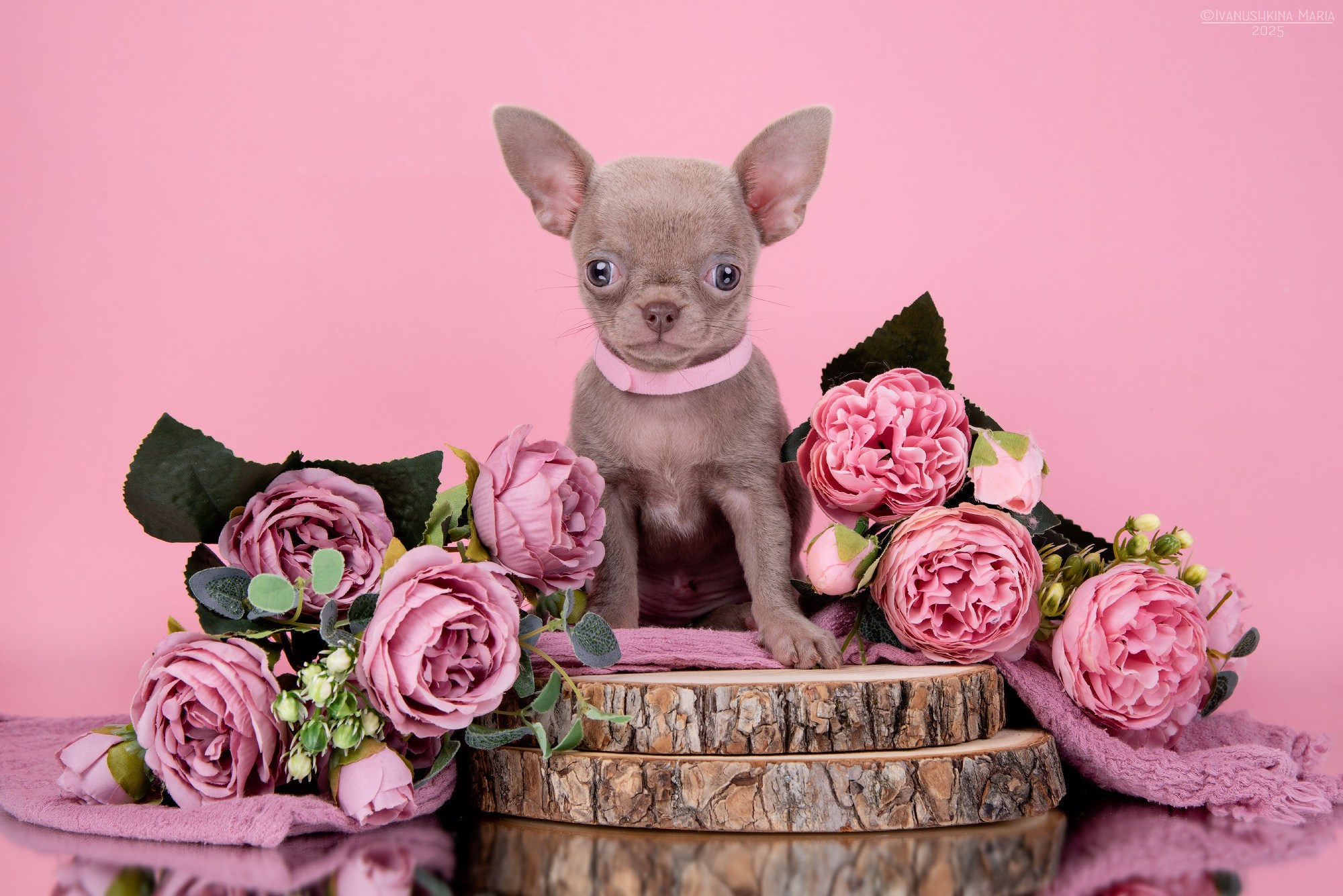 щенок чихуахуа