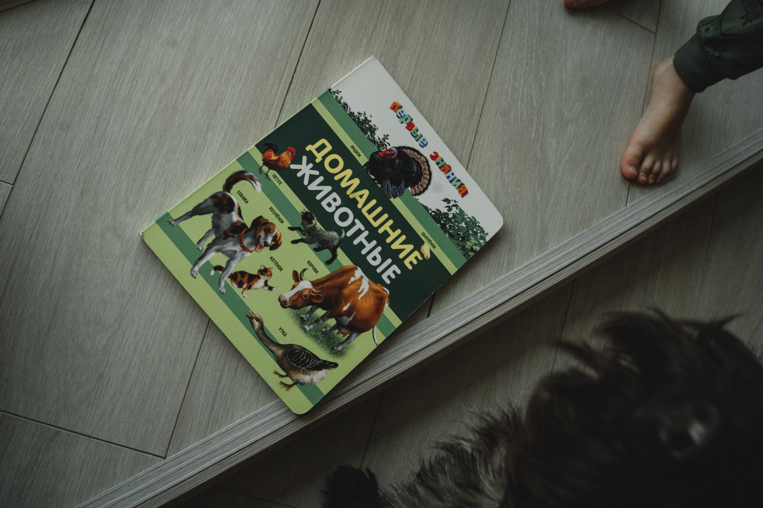 Семья Кулагиных. Свадебный и семейный фотограф в Абакане Василевский Алексей