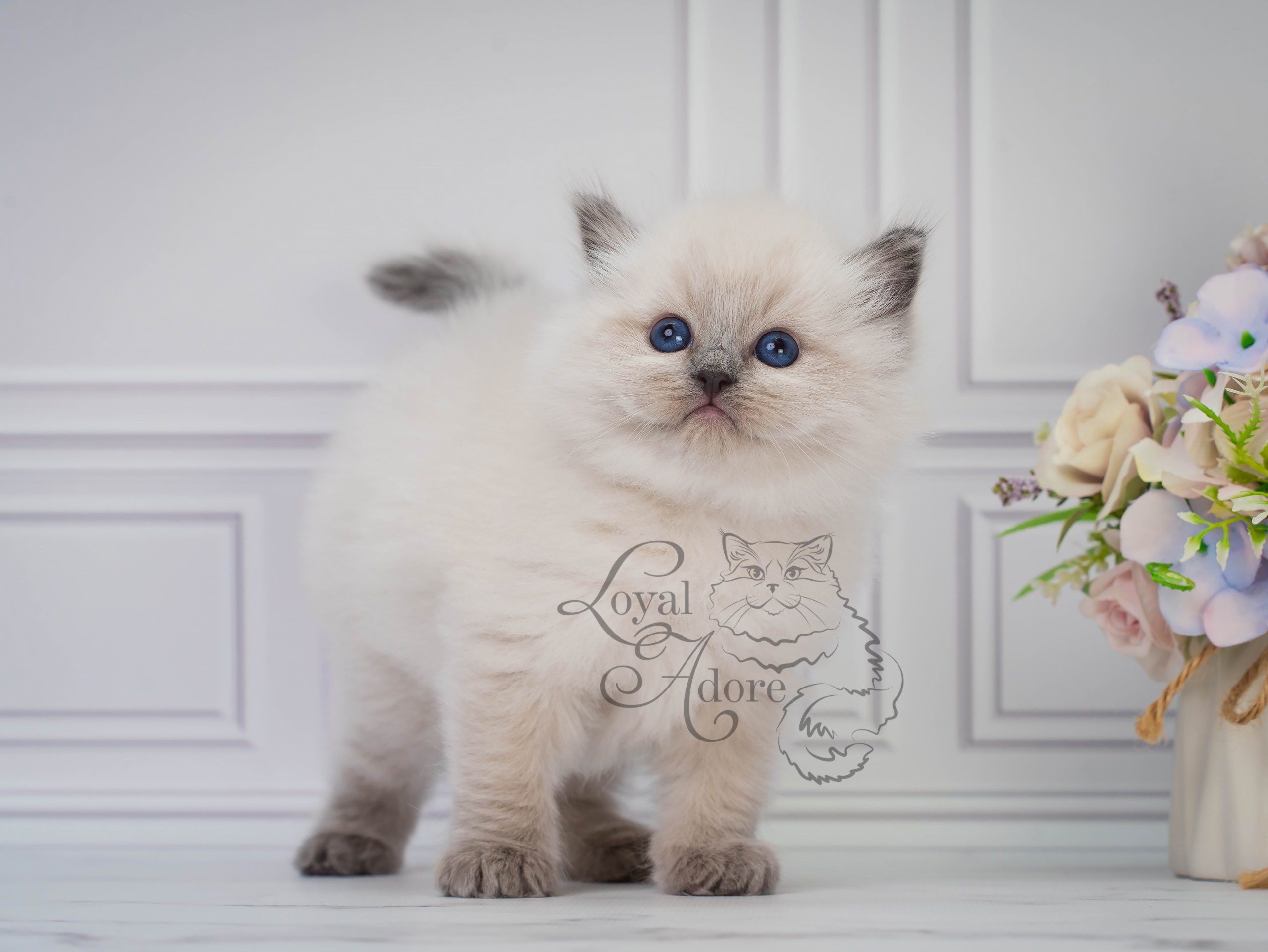 Все свободные котята. Питомник рэгдолл Loyal Adore