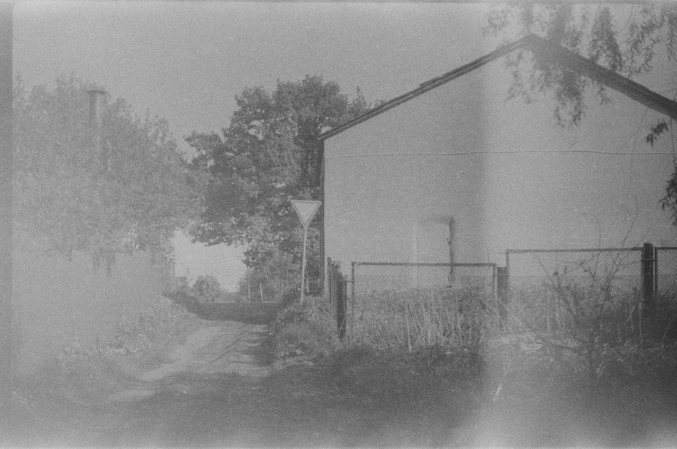Плакучая ива. Фотограф-любитель Ксения Мирзоян
