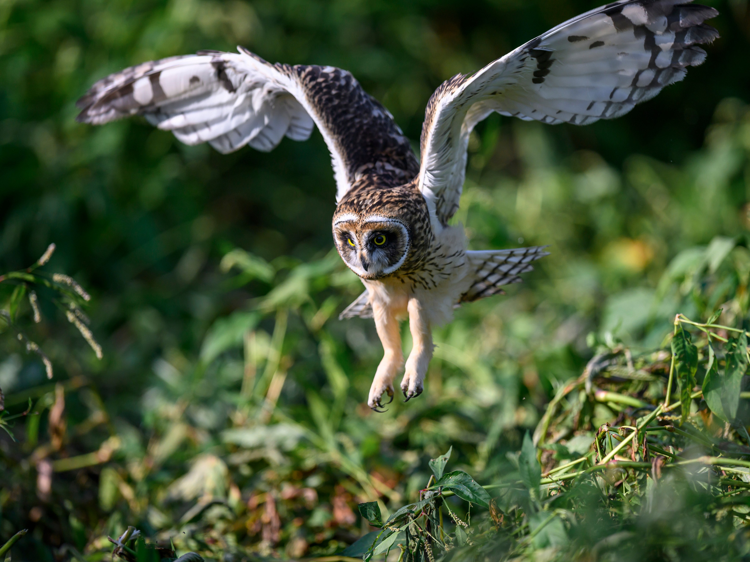 Утро с совятами. Morning with owlets. Wildlife photography by Sergey Puponin