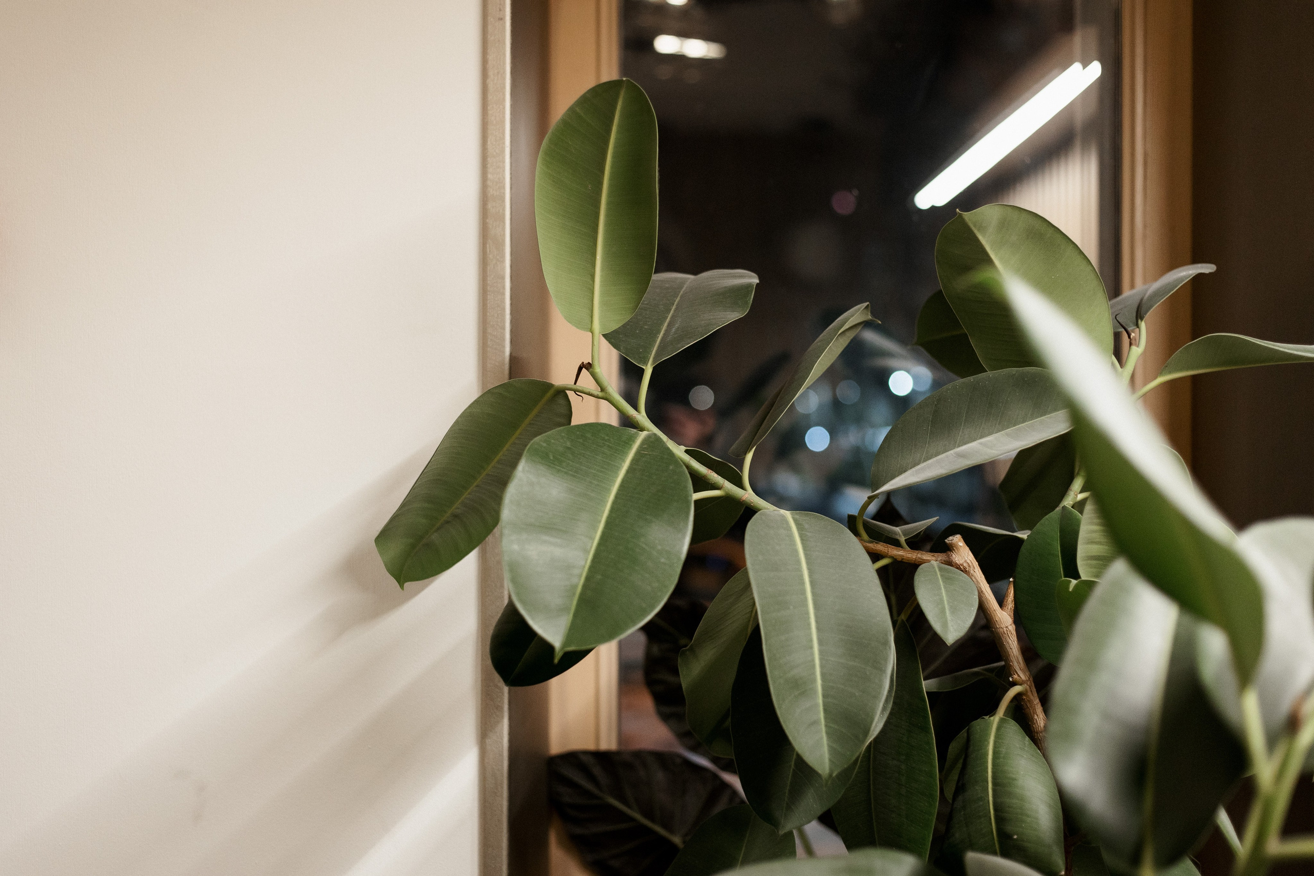 РЕСНОТА — ГРЕЧЕСКАЯ ВЕЧЕРИНКА. СВОИ. ФОТООТЧЕТЫ-СОБЫТИЯ-МЕСТА