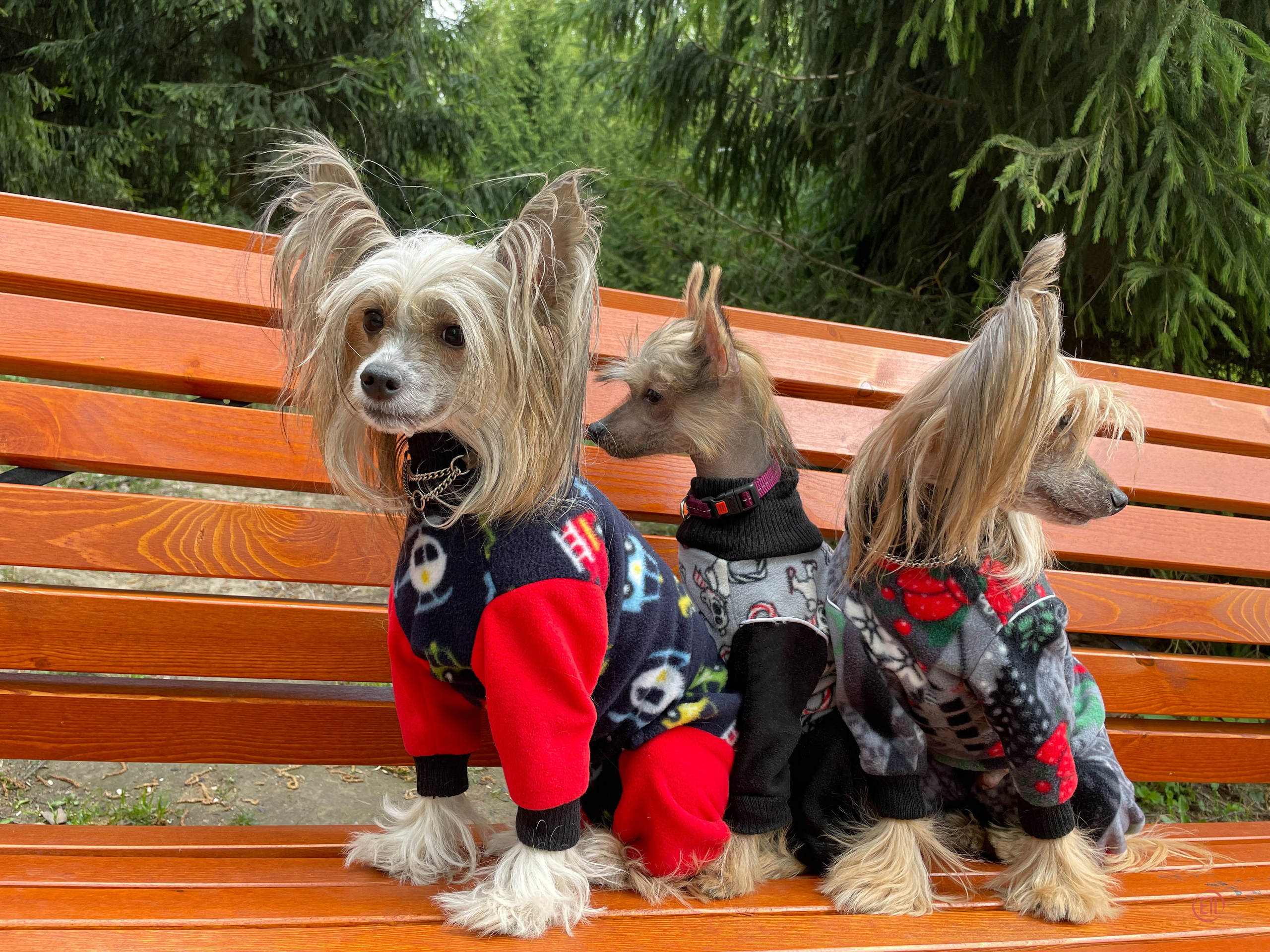 Emma, first time in the park. Poale Ell Chinese Crested Dog Kennel: Buy a puppy from the kennel