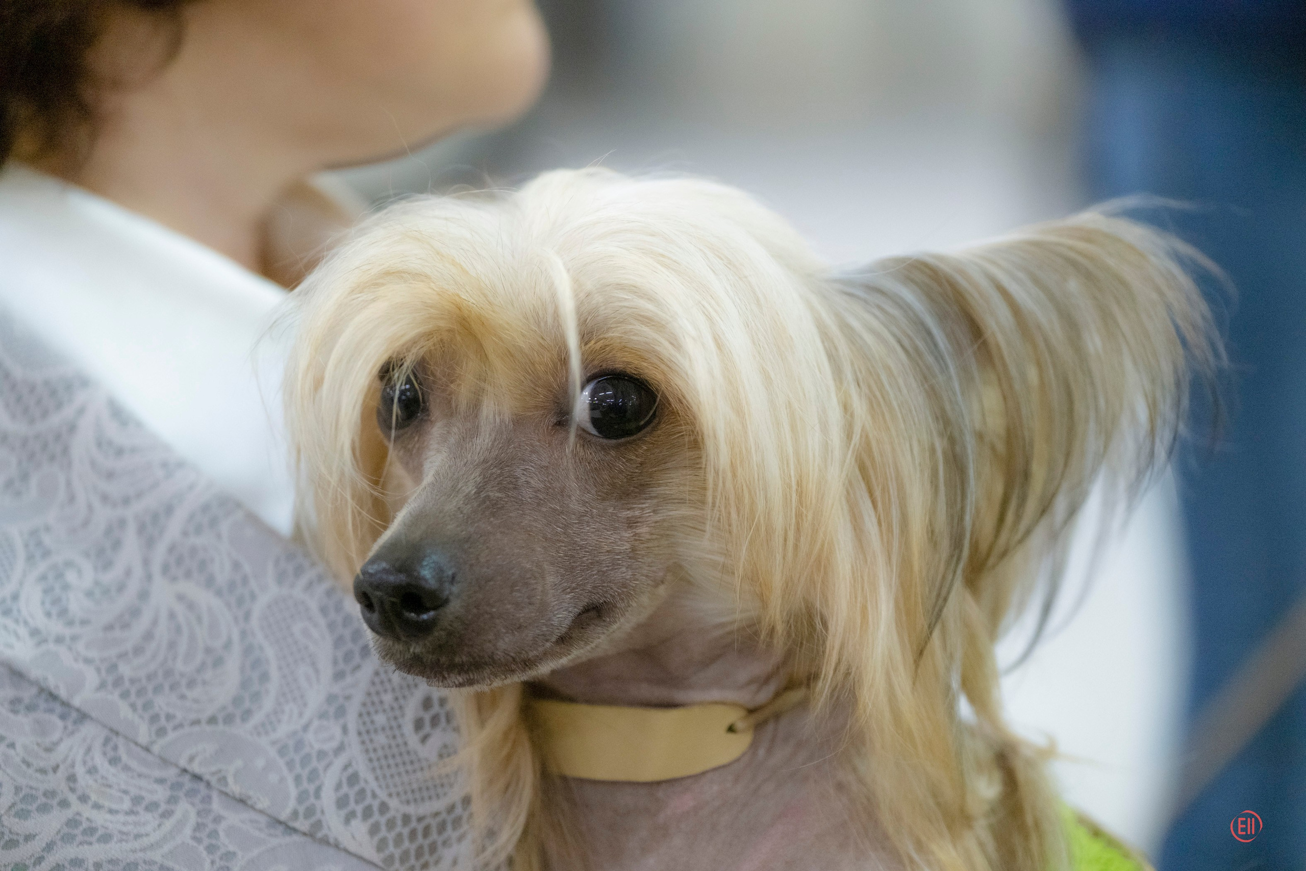 Poale Ell Cooper. Chinese Crested Dog Kennel Poale Ell