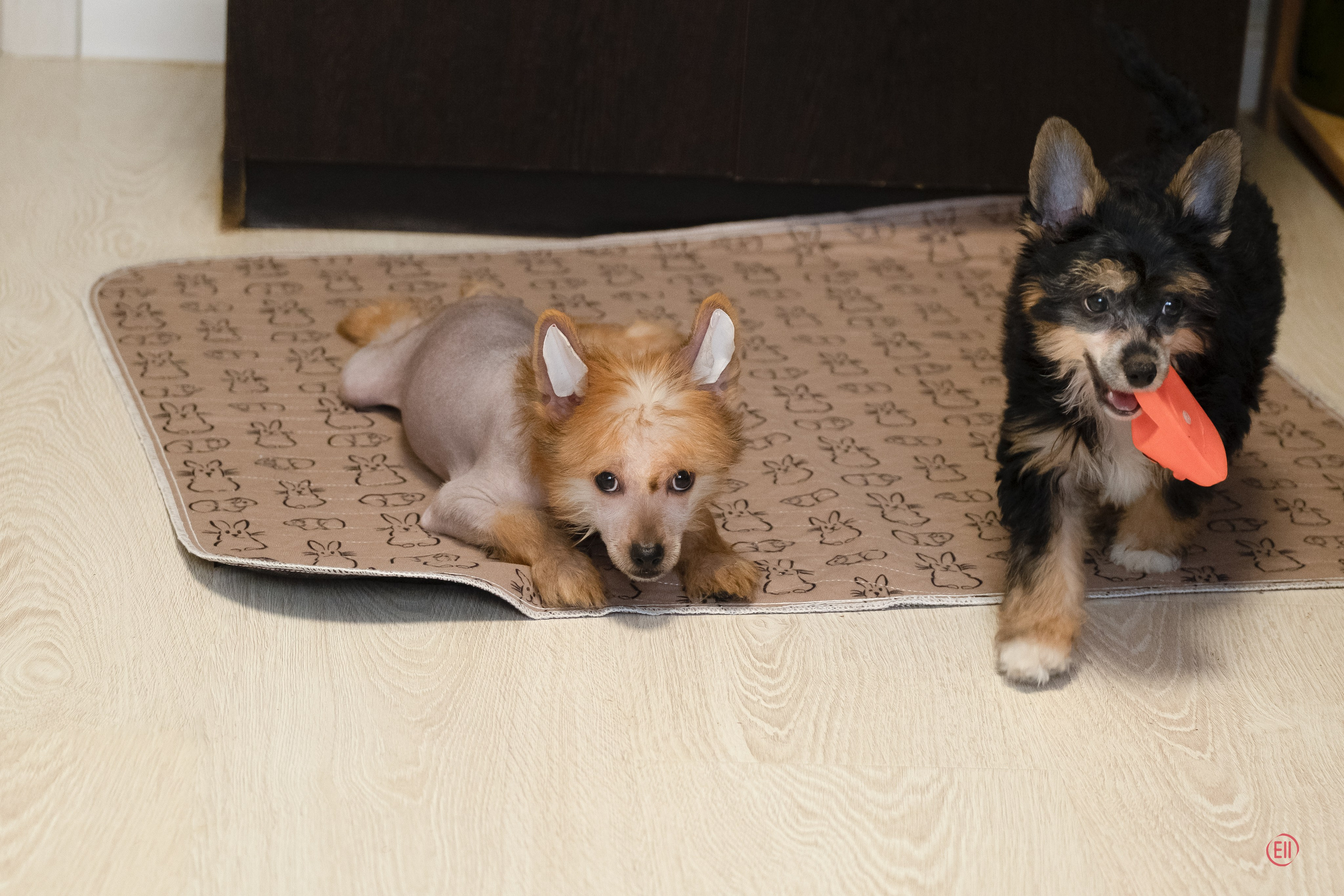 Poale Ell Grace. Chinese Crested Dog Kennel Poale Ell