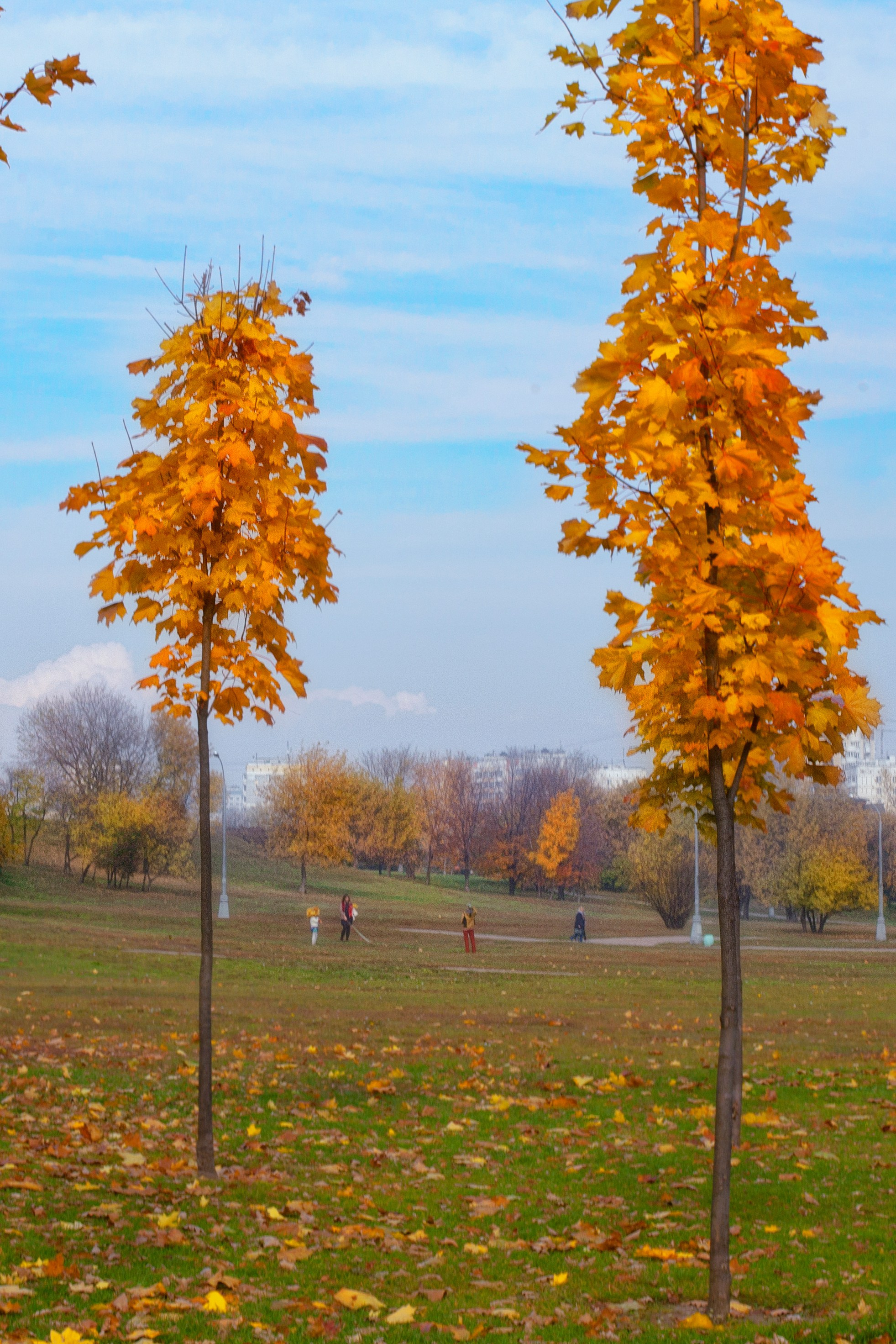 Портрет дерева. Свадьбы, портретная, предметная съемка. Фотограф Александр К