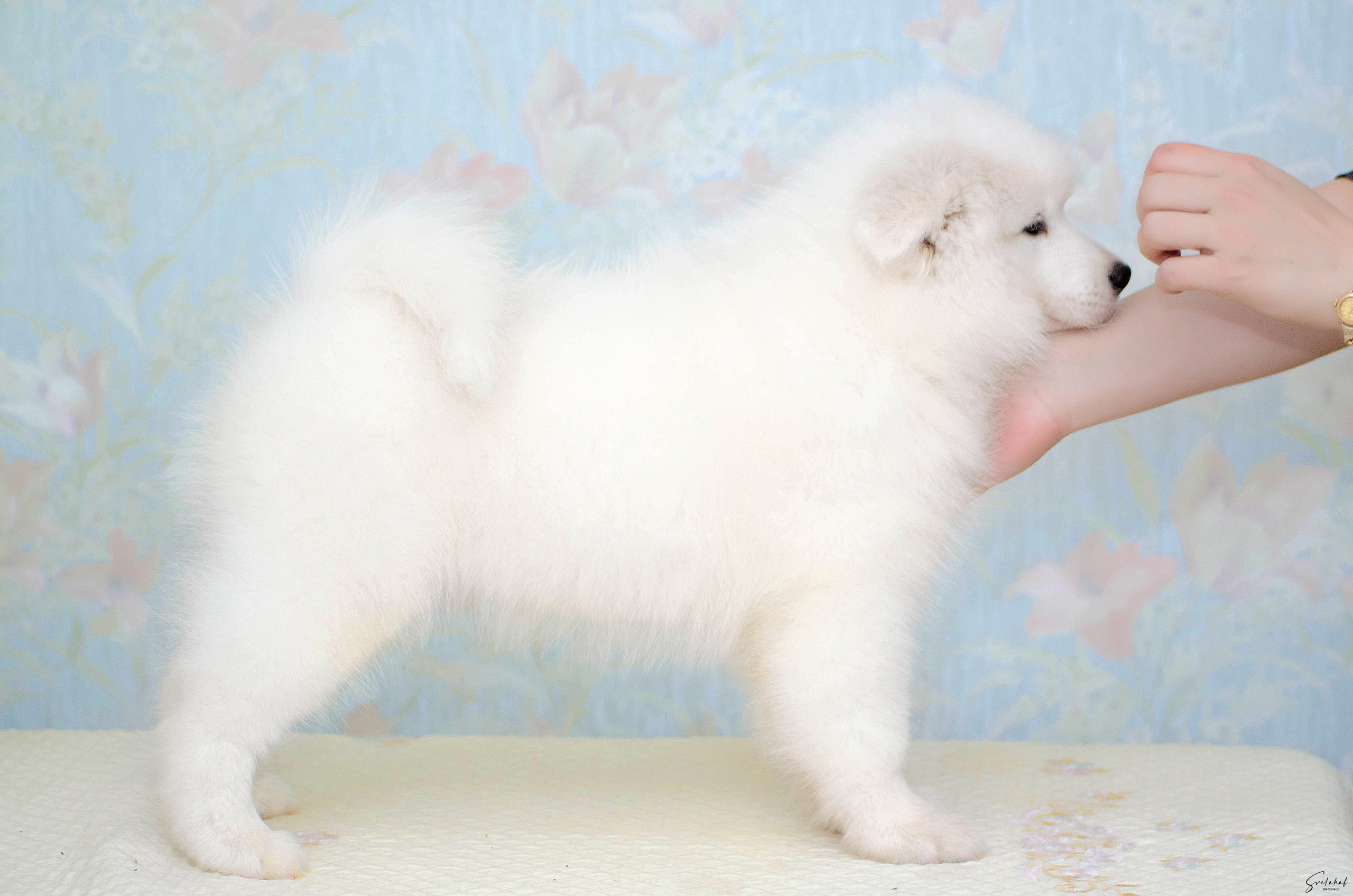 Щенки. Slavilada-Лапки. Свет. Любовь… Профессиональная фотосессия питомцев Для памяти, пристройства и продажи. Хабаровск