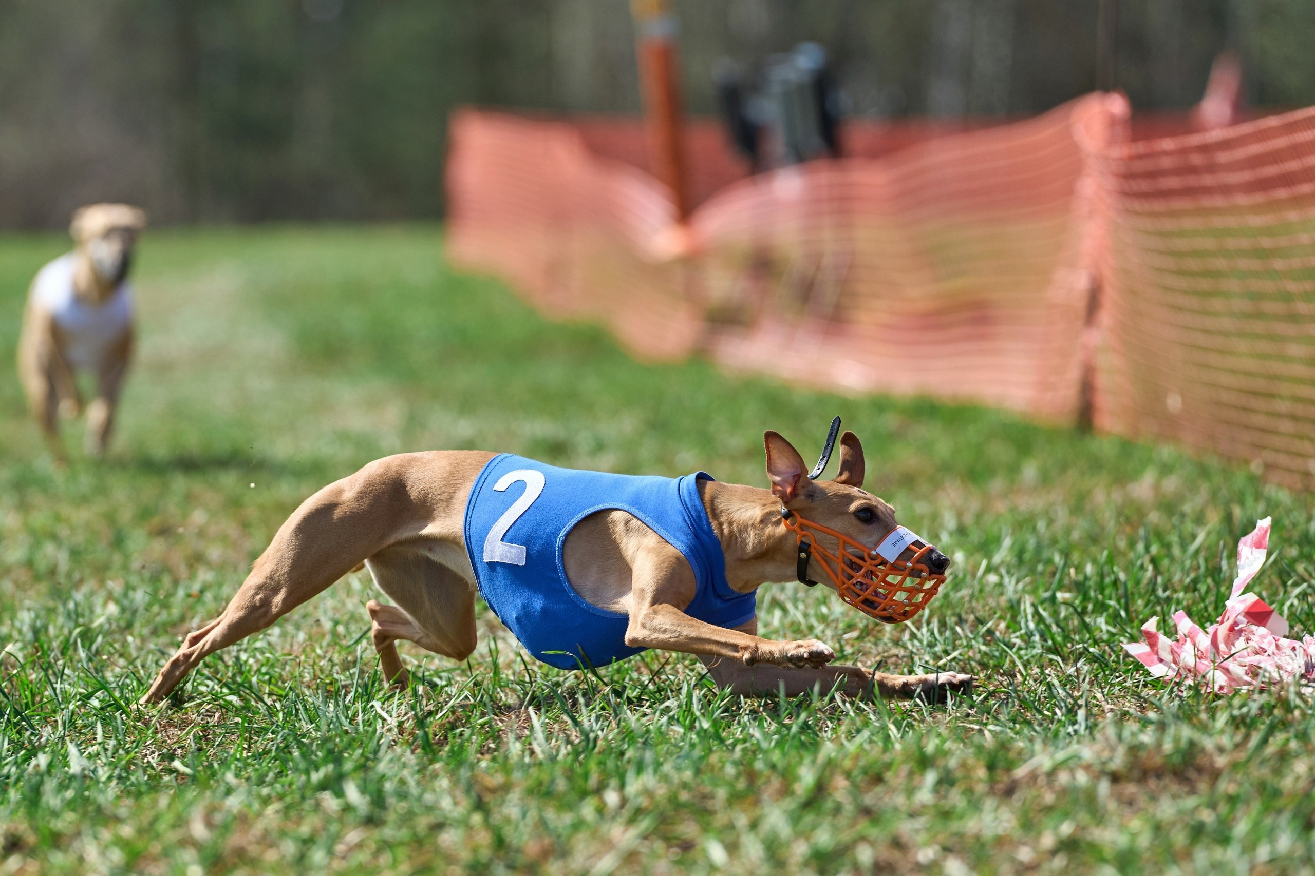 Квалификация по рейсингу. Фотограф-анималист Михаил Манухин
