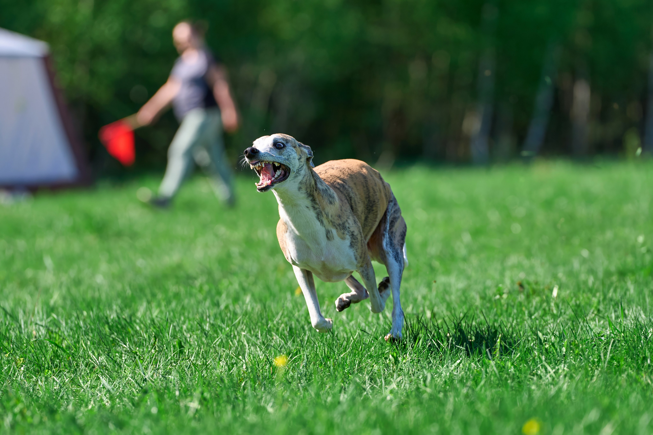 Тренировка по курсингу Донино. Фотограф-анималист Михаил Манухин