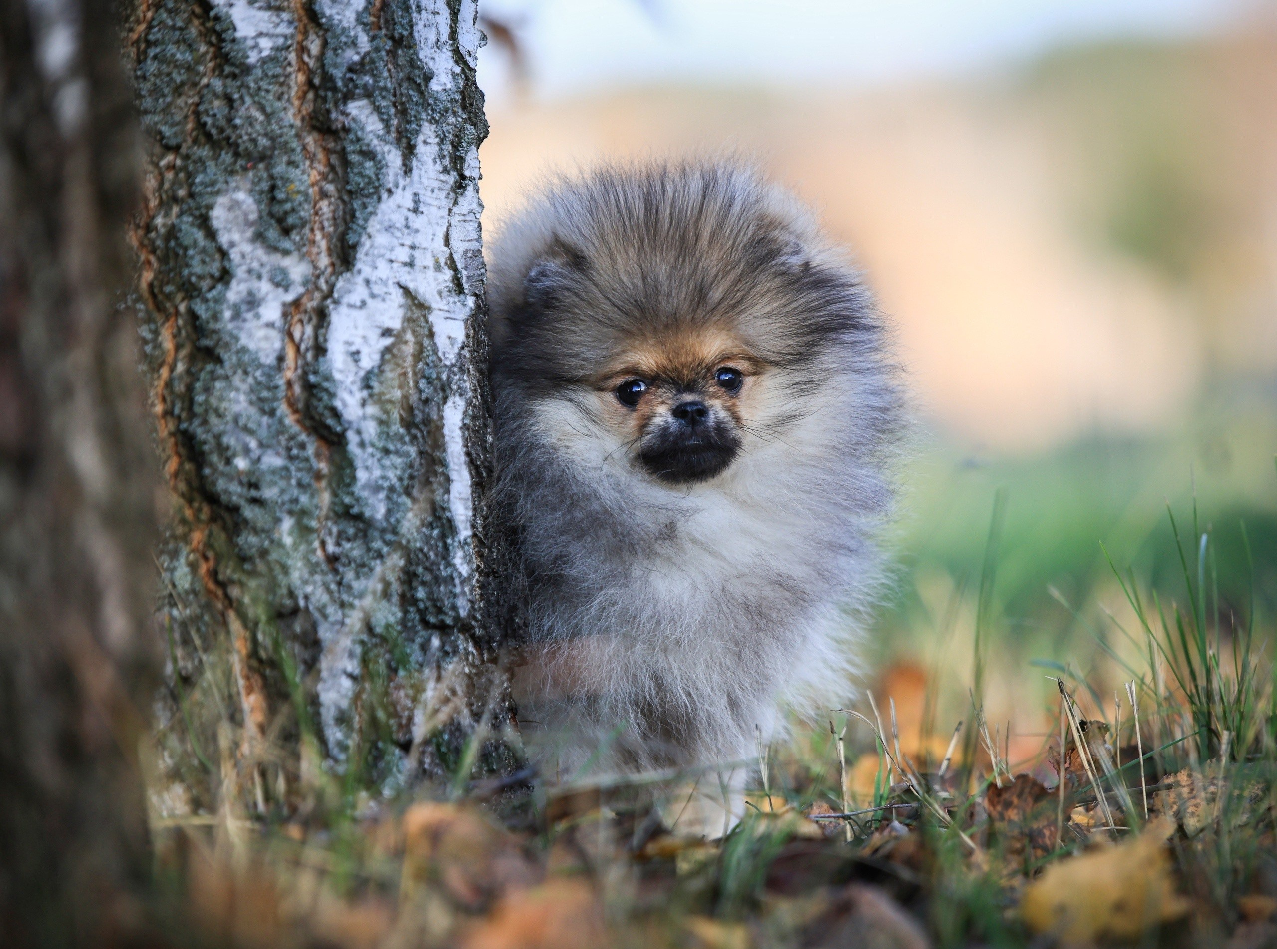 Шпицы. Купить щенка Вельш-корги-кардиган в семейном питомнике — Ice Fantasy