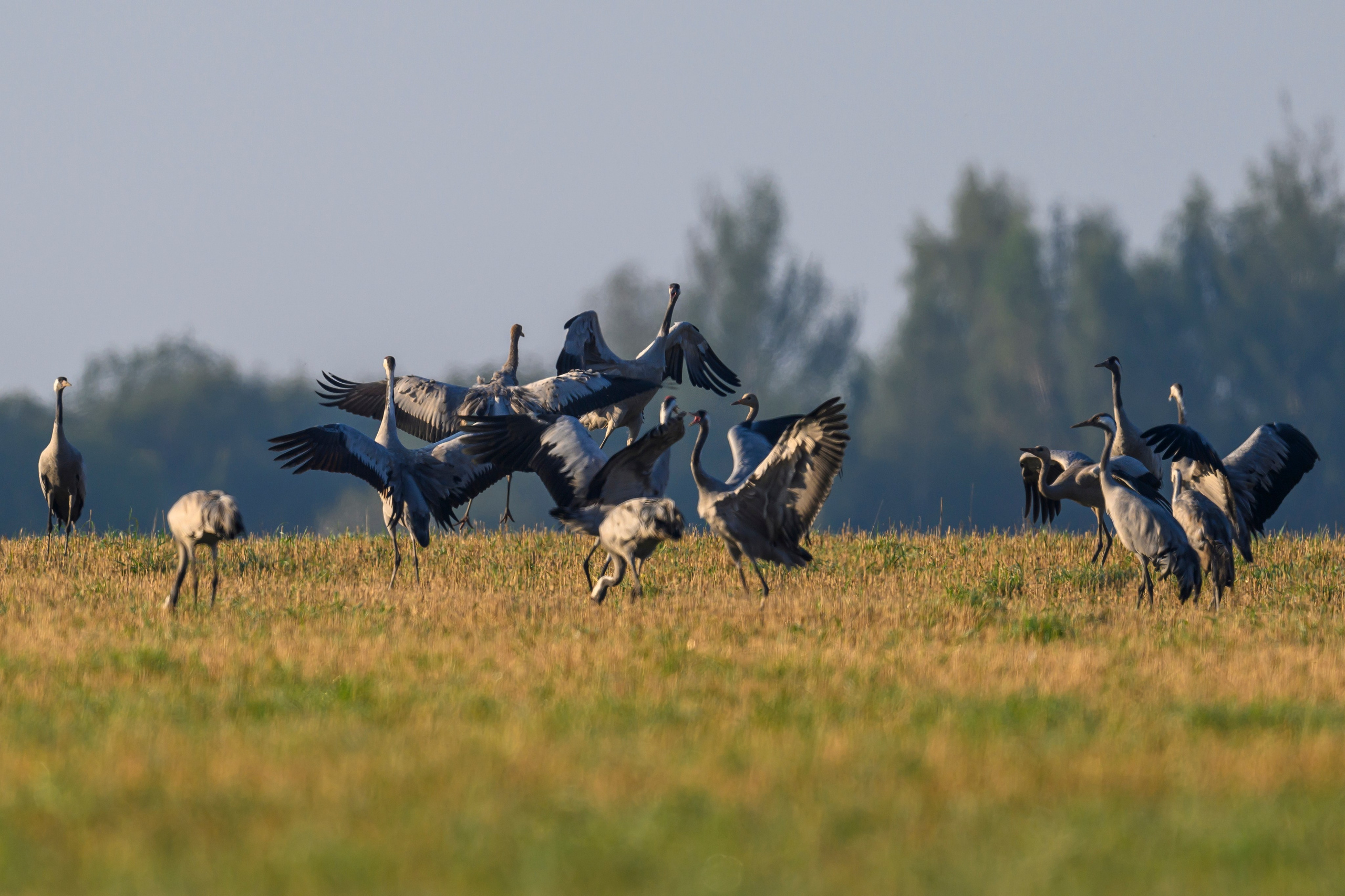 Танцы журавлей. Dances of the Cranes. Фотограф Сергей Пупонин