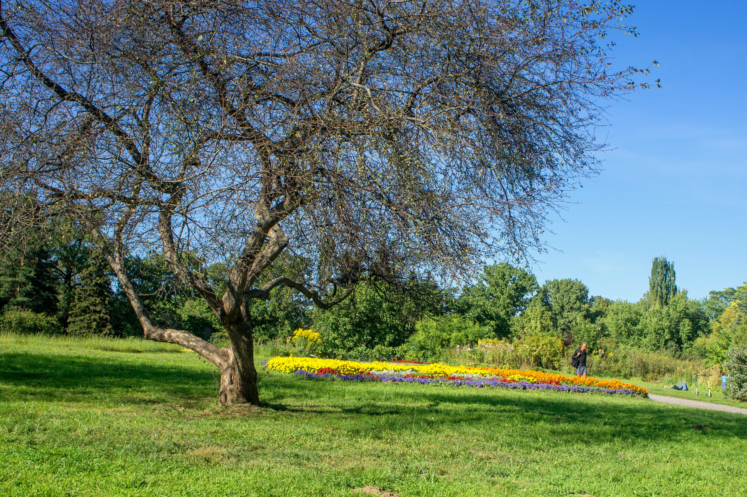 Портрет дерева. Свадьбы, портретная, предметная съемка. Фотограф Александр К