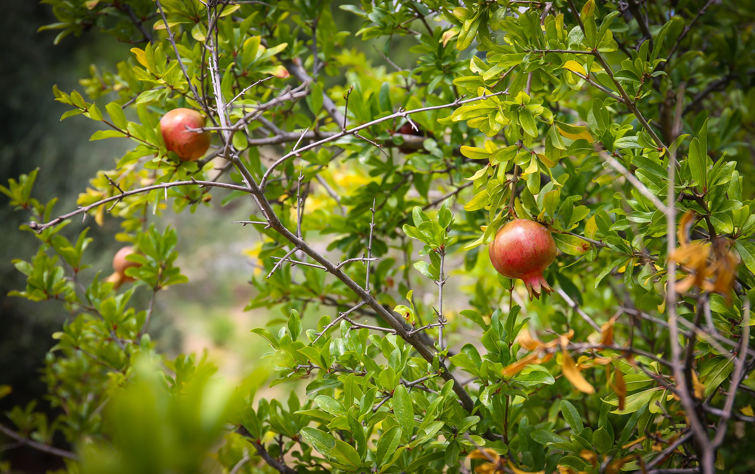 Греция: Афины — колыбель европейской цивилизации и восточный базар. Дарья Письменюк / Darya Leitstern — фотограф, музыкант, журналист, путешественник