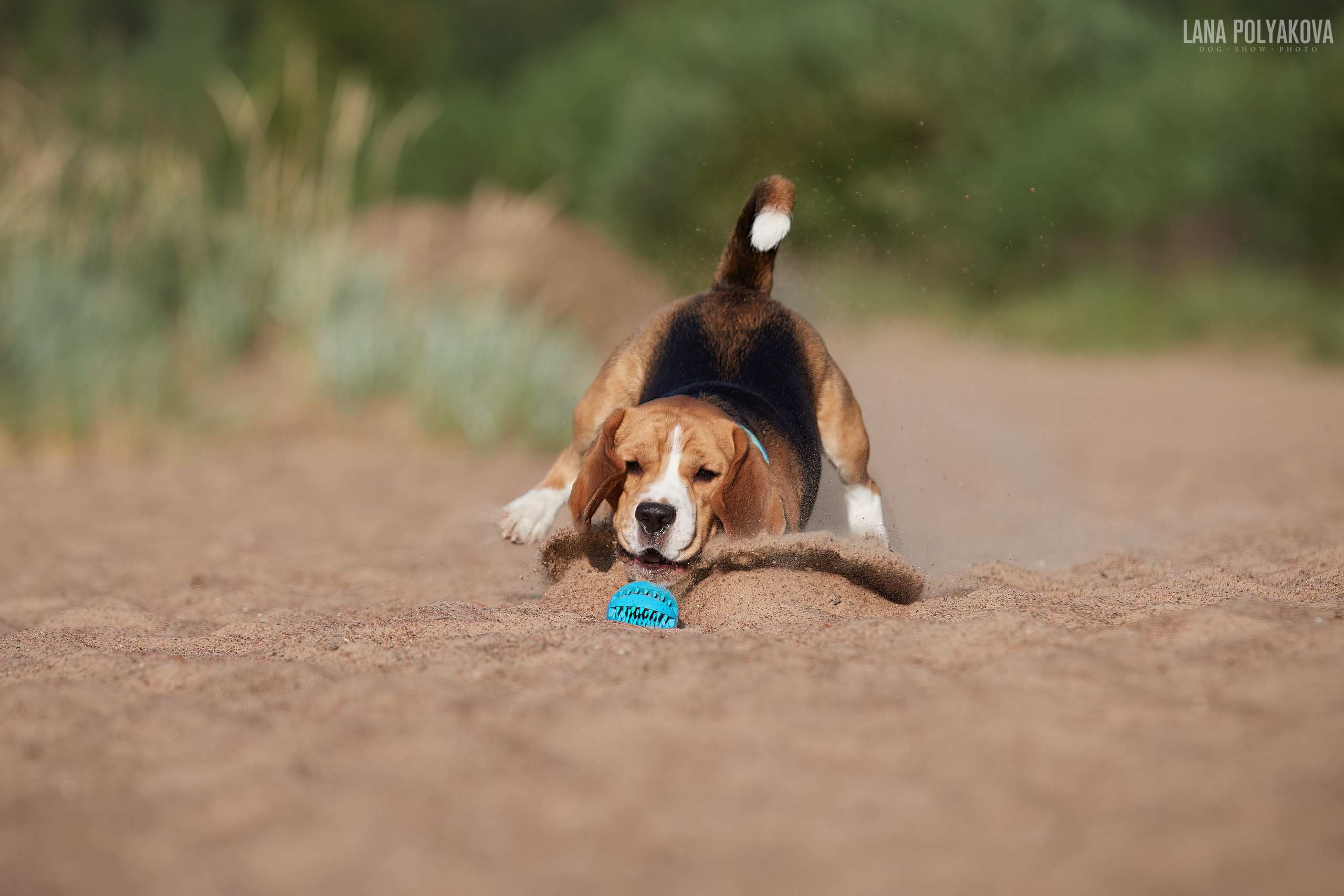 ВЫЕЗДНЫЕ ФОТОСЕССИИ СОБАК. ФОТОГРАФ-АНИМАЛИСТ l LANA POLYAKOVA