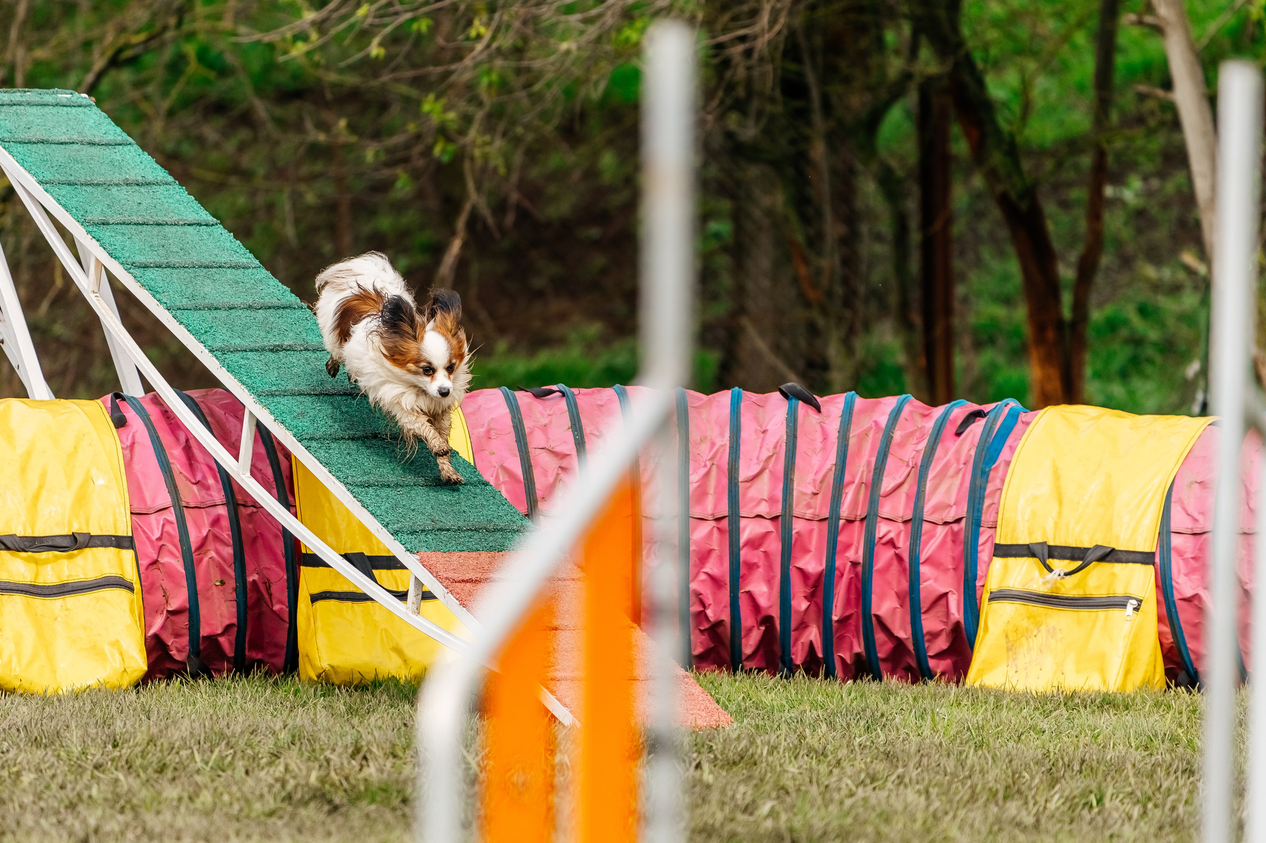 Animal. Фотограф Краснодар Марго Хелбен
