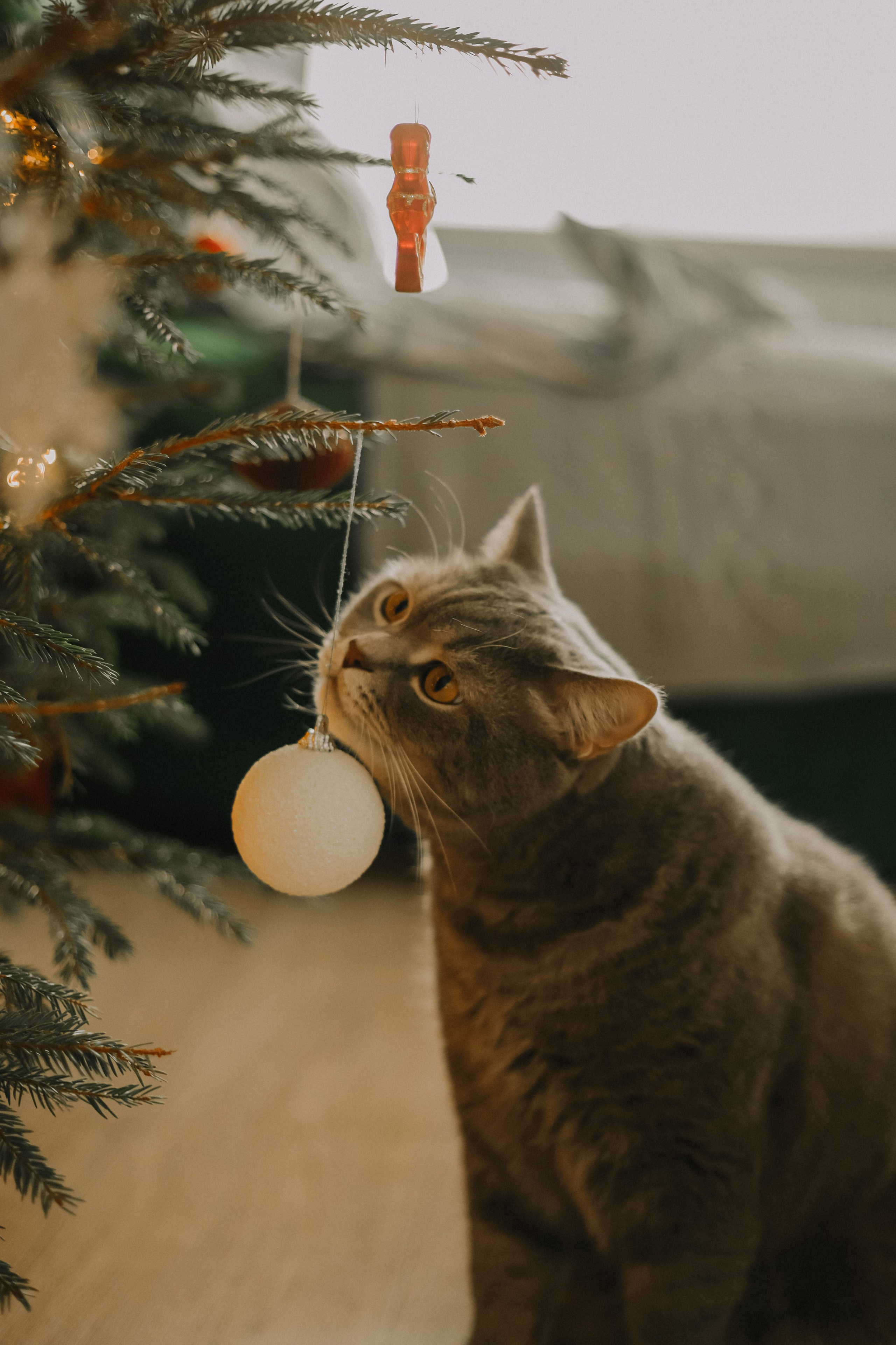 Animal. Фотограф Краснодар Марго Хелбен