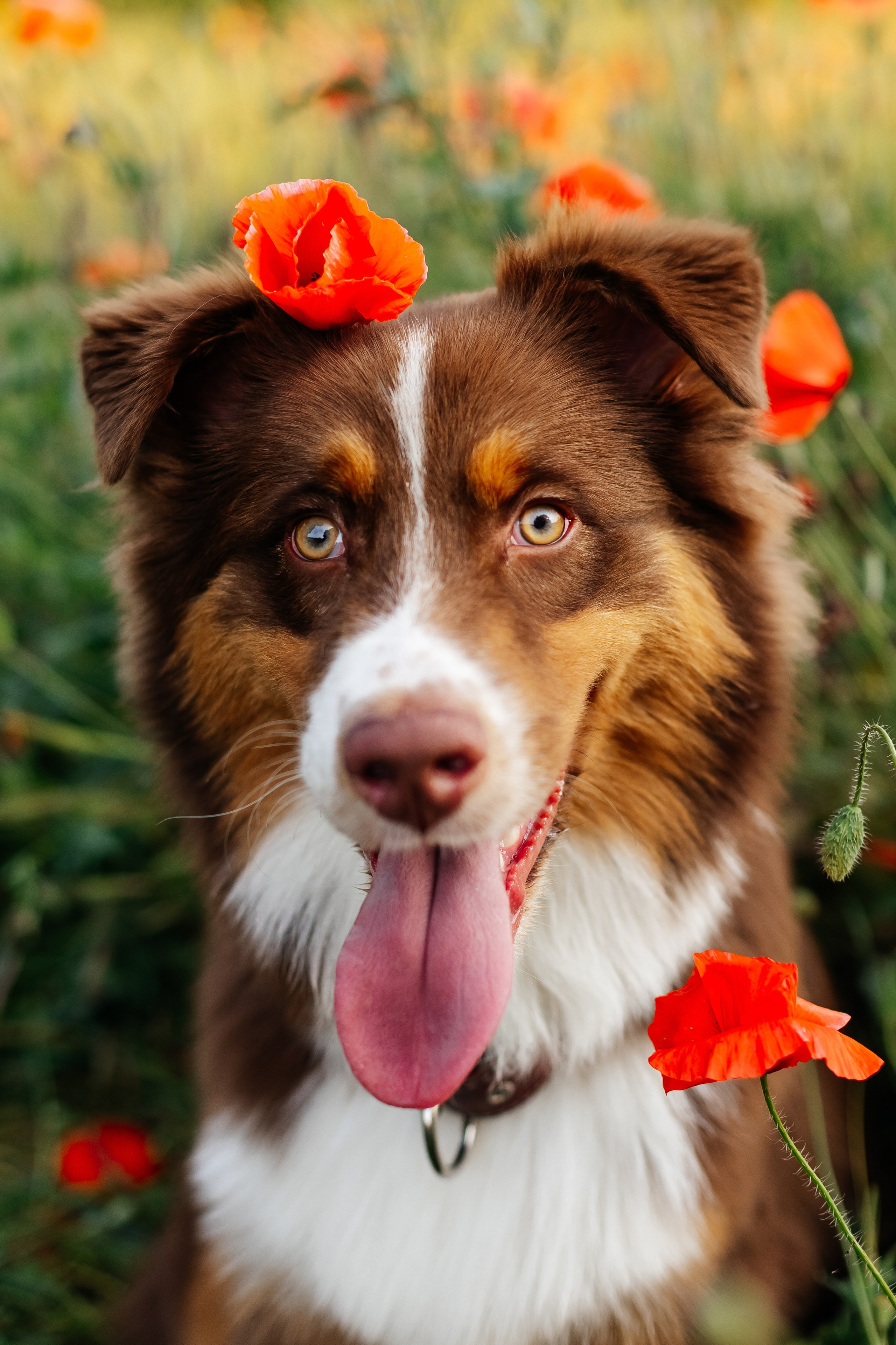 Animal. Фотограф Краснодар Марго Хелбен