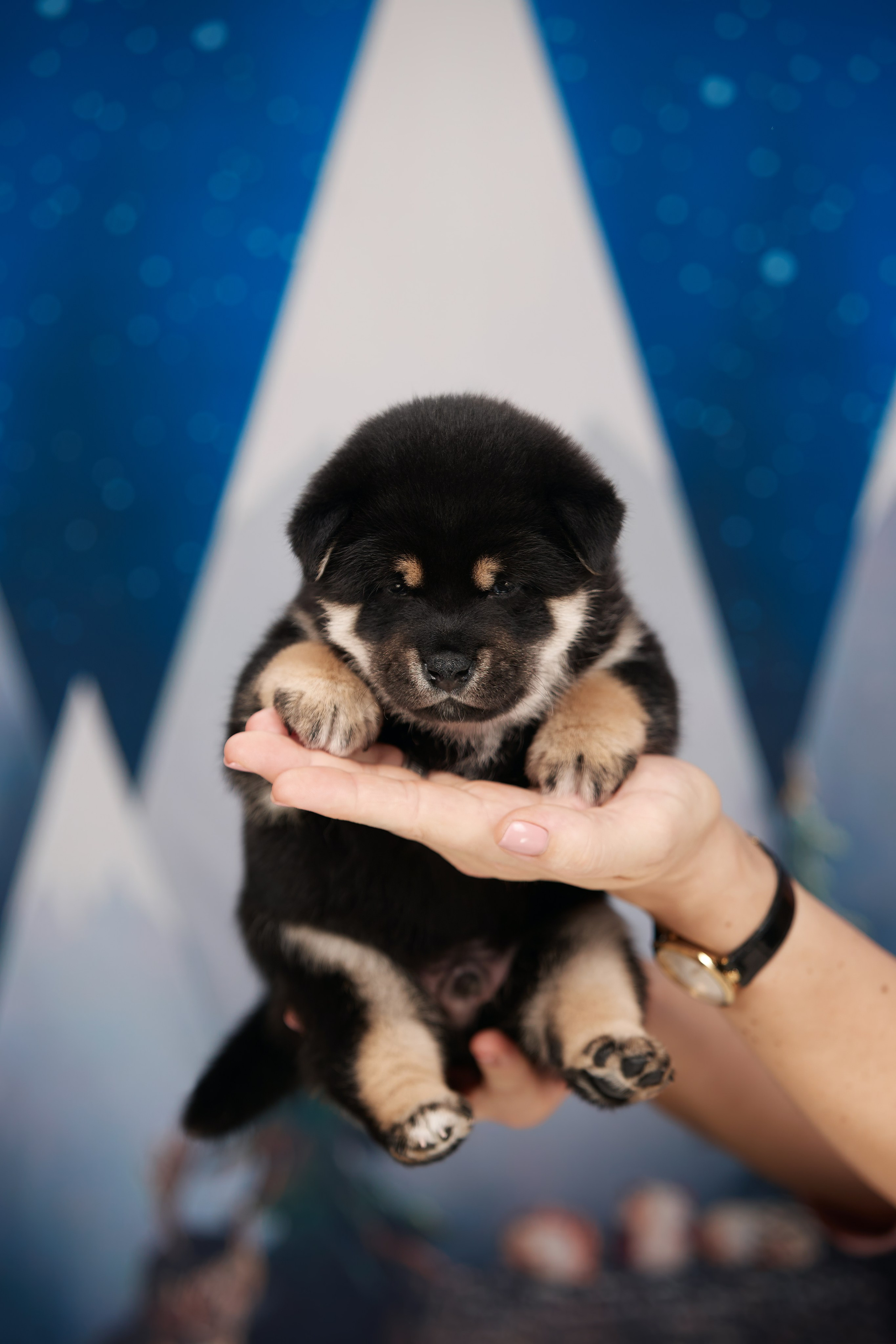 ФОТОСЪЕМКА ЩЕНКОВ НА ДОМУ. ФОТОГРАФ-АНИМАЛИСТ l LANA POLYAKOVA